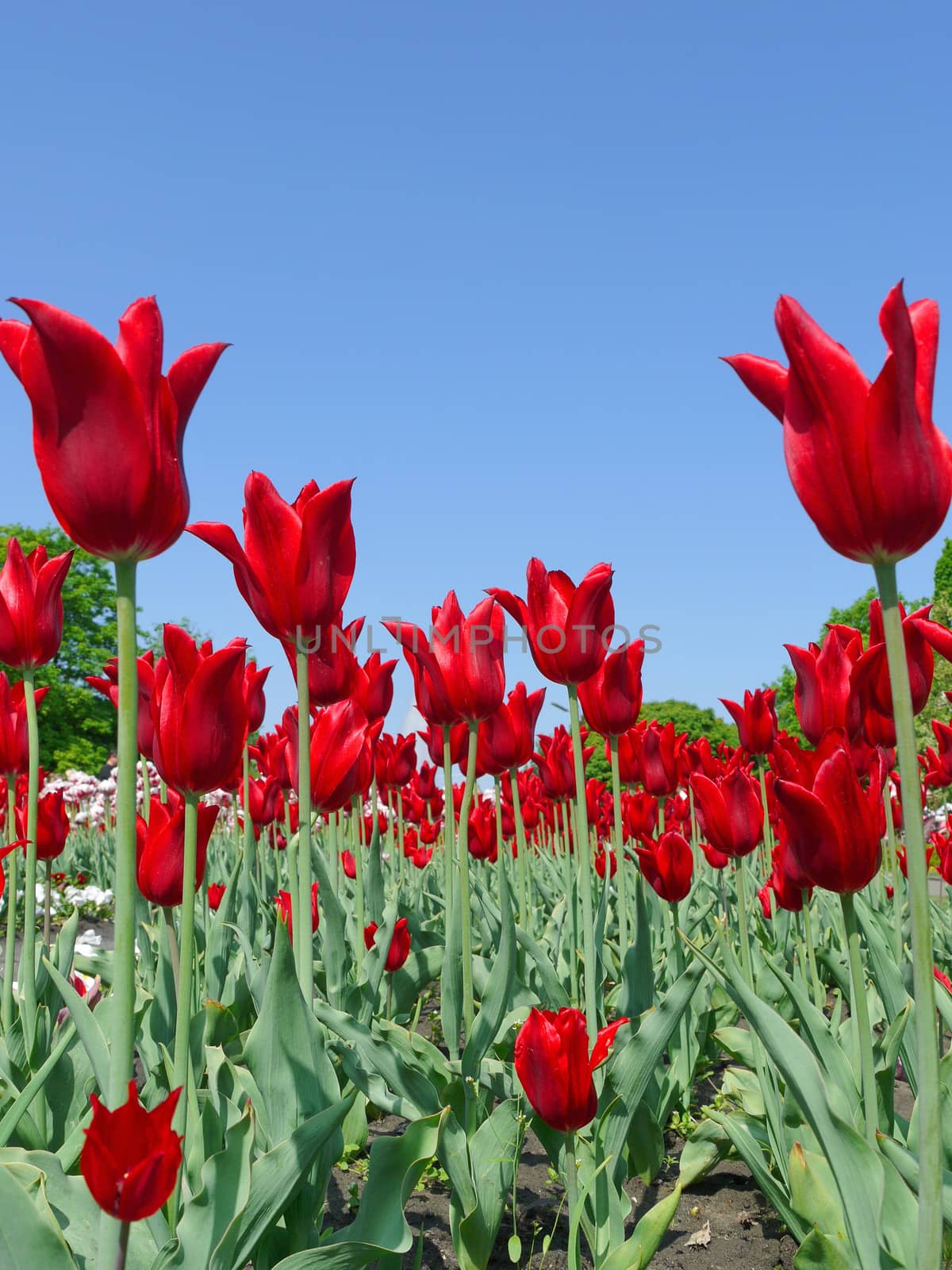 Beautiful flowery tulips growing on the flower-beds in harmonious rows. Beautiful flowers are a pleasing look.