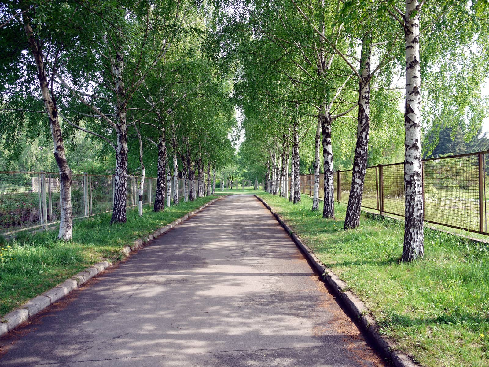 Asphalt boulevard between the rows of young spotted birches by Adamchuk