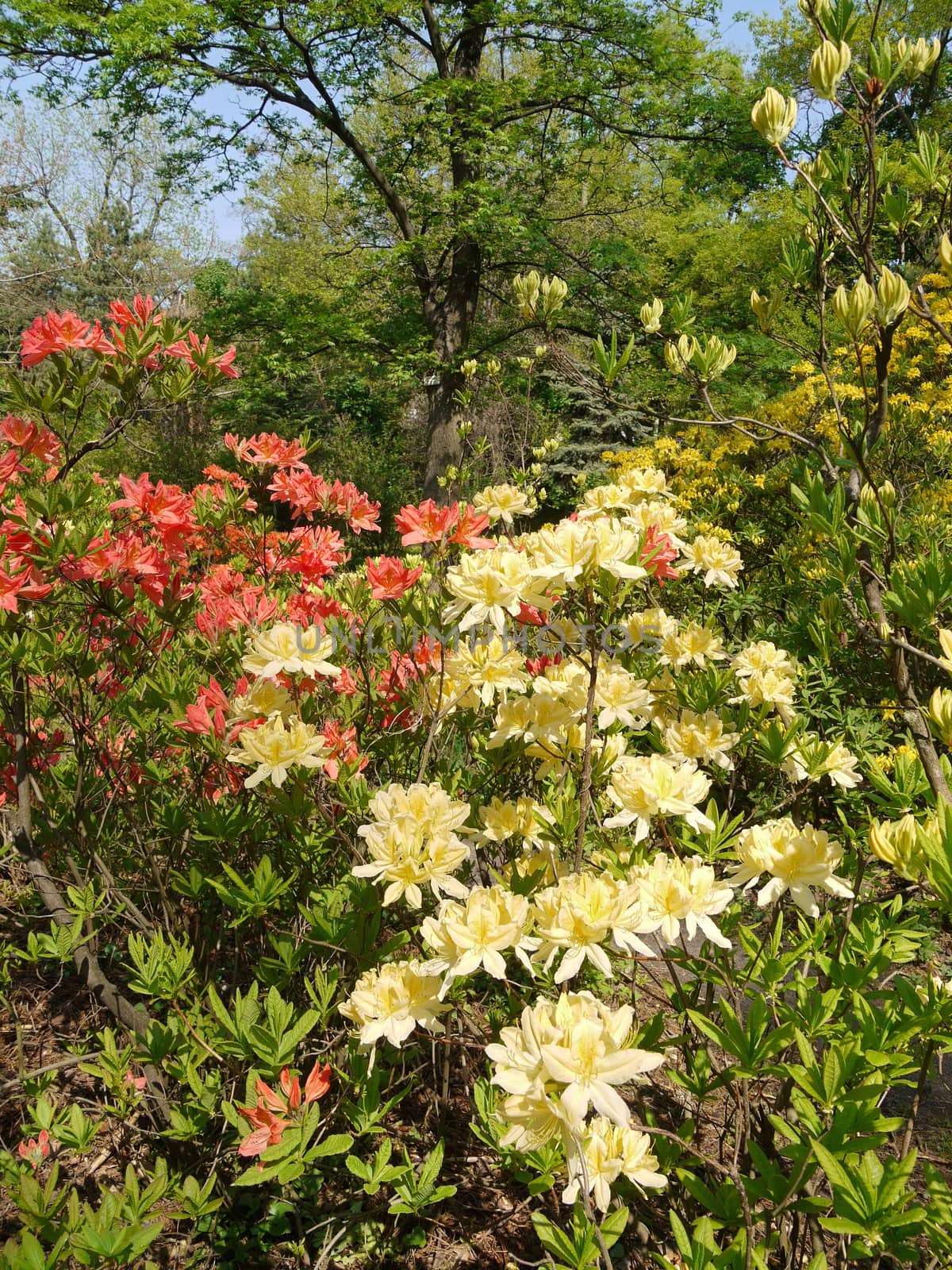 Shrubs with small red and yellow petals of flowers against the background of tall green trees