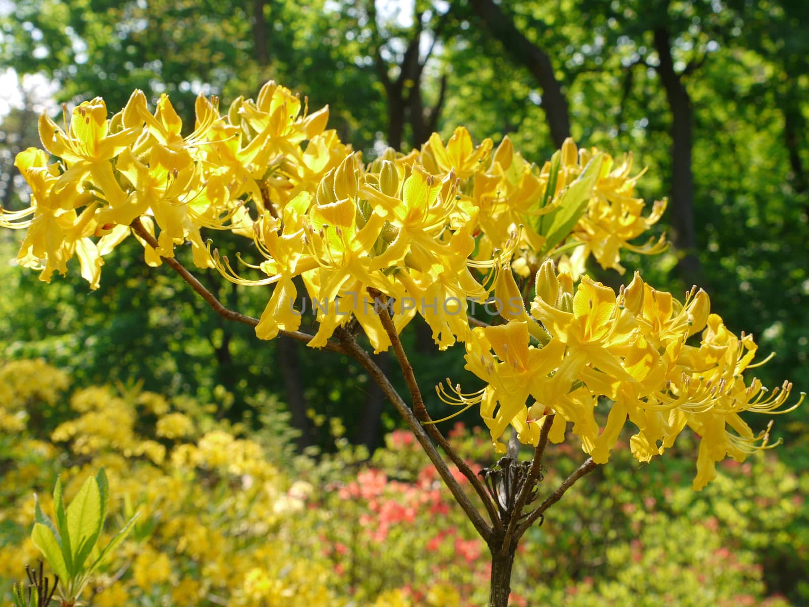 bush with yellow flowers in the park by Adamchuk