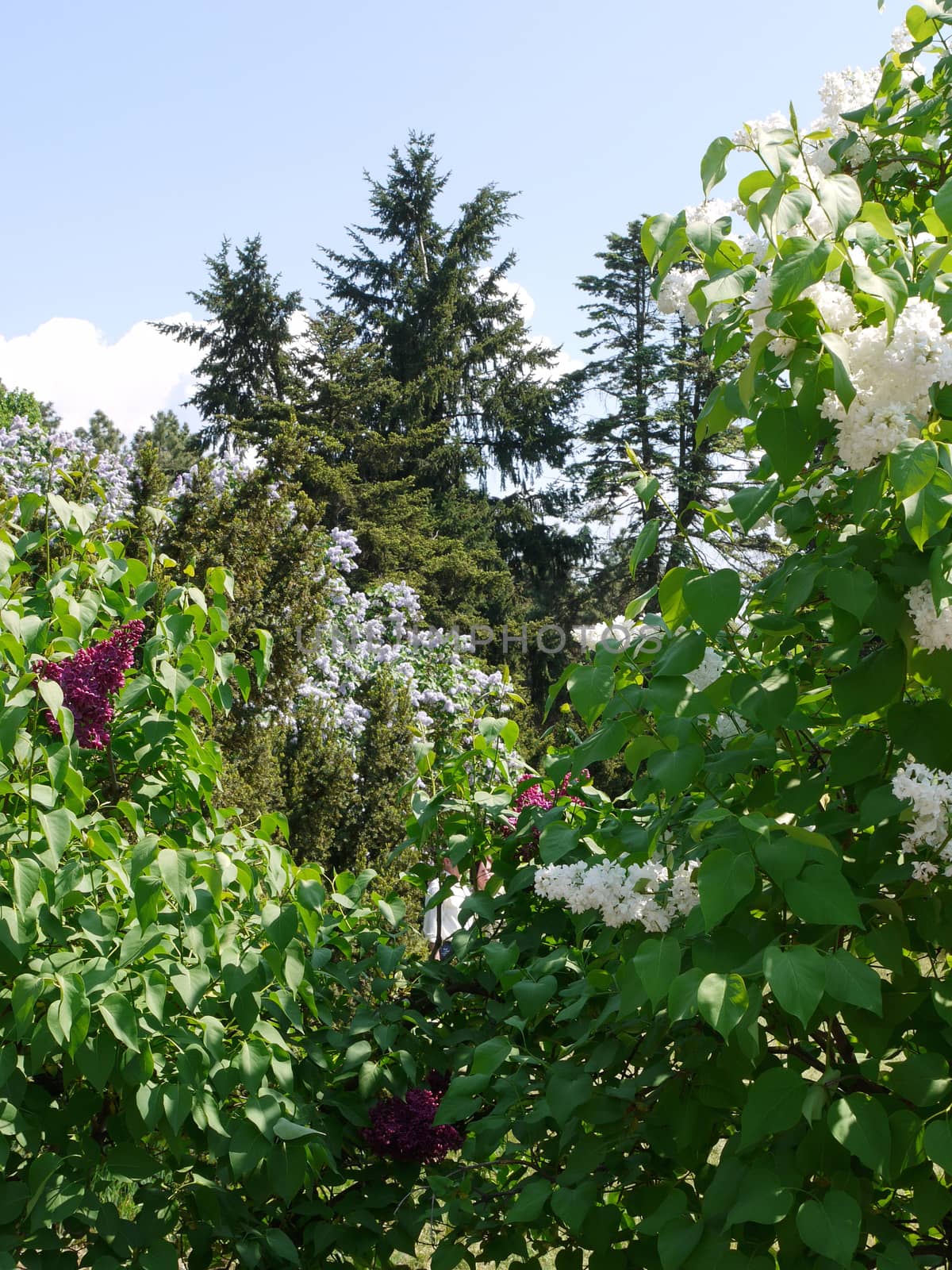 A few lilac bushes with different colors. One bush is lilac, and the second is white