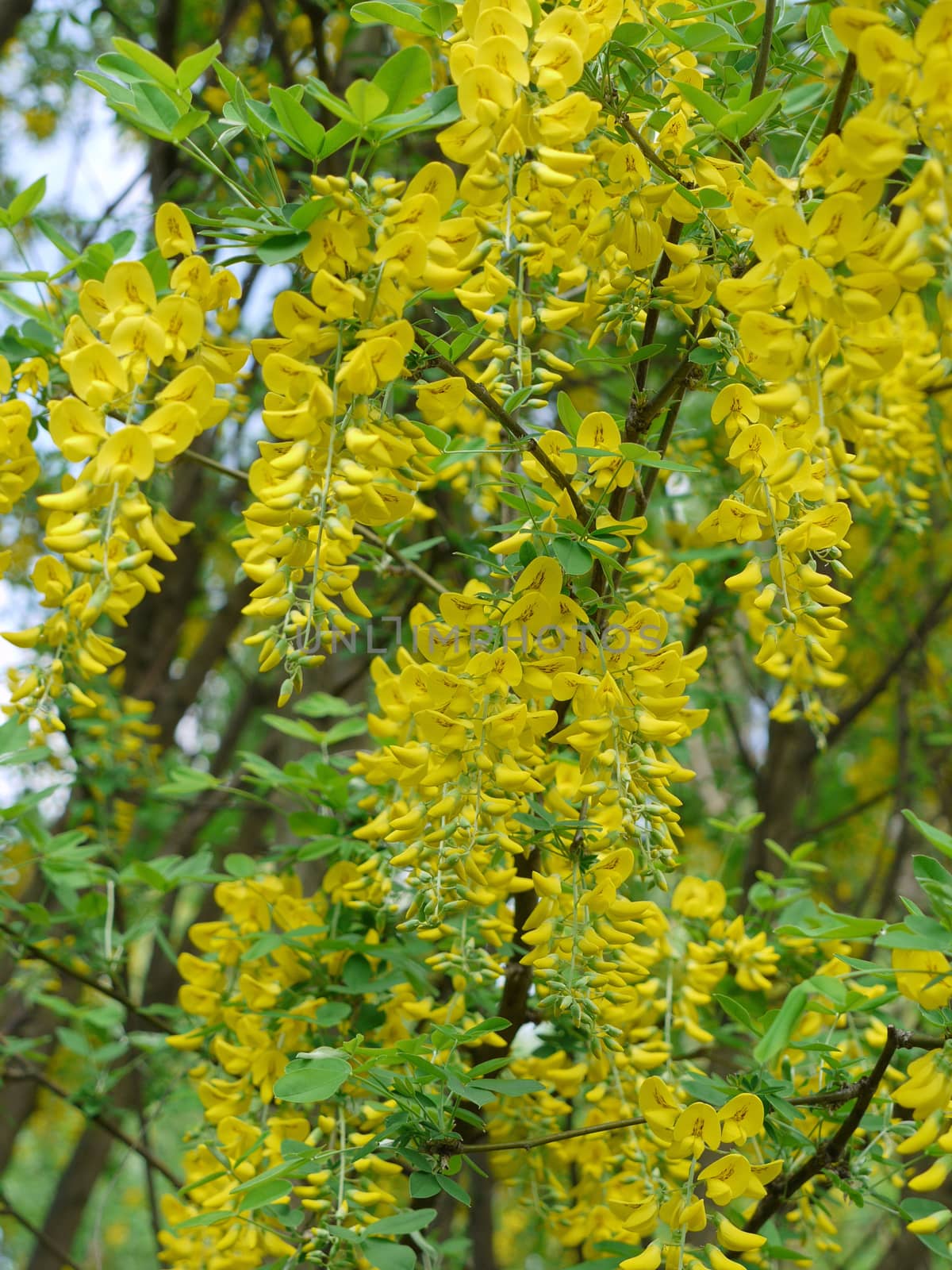 Beautiful bunches of yellow small flowers against the background of green trees