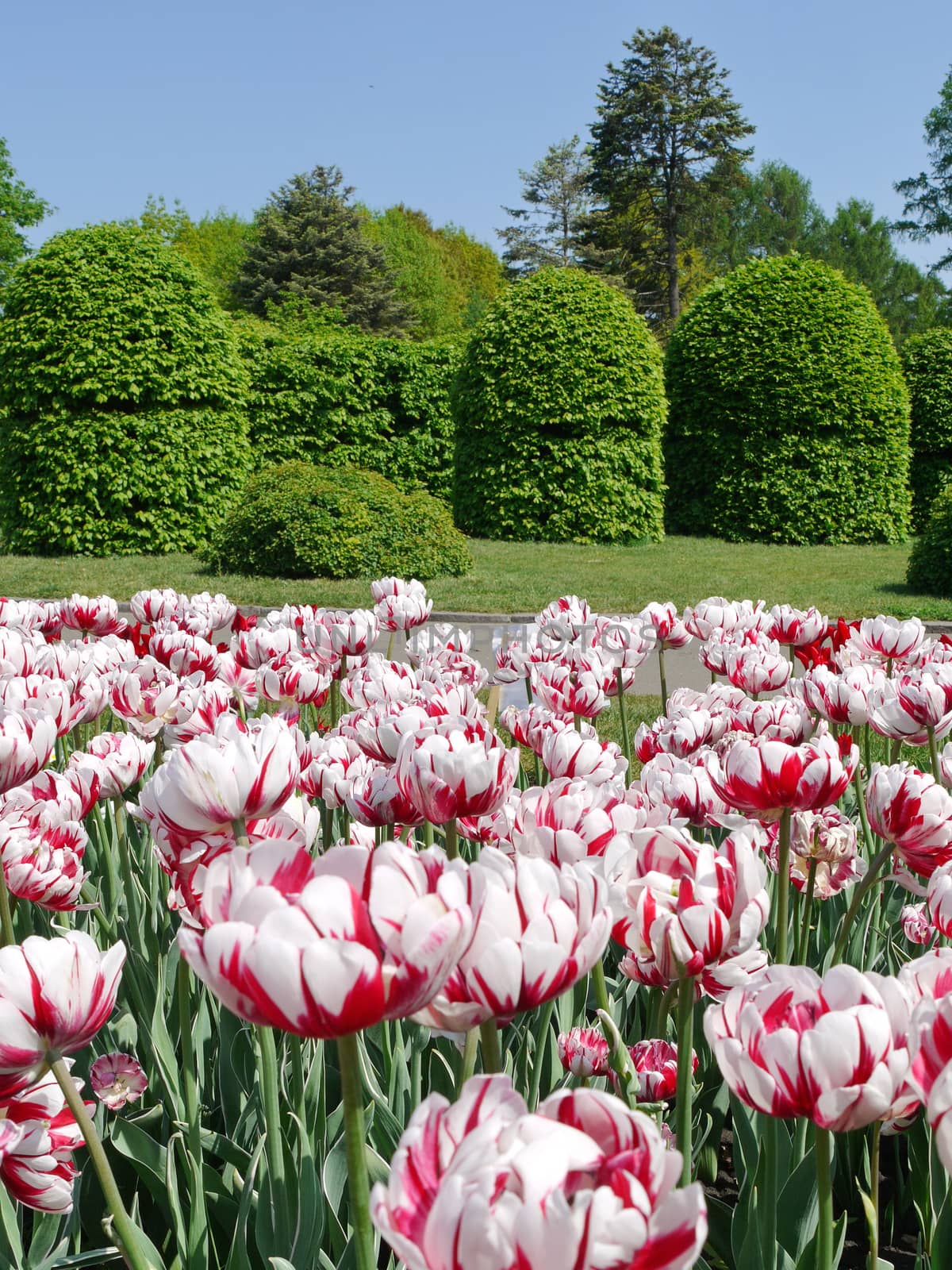 Field of white-red tulips. An unforgettable sight by Adamchuk
