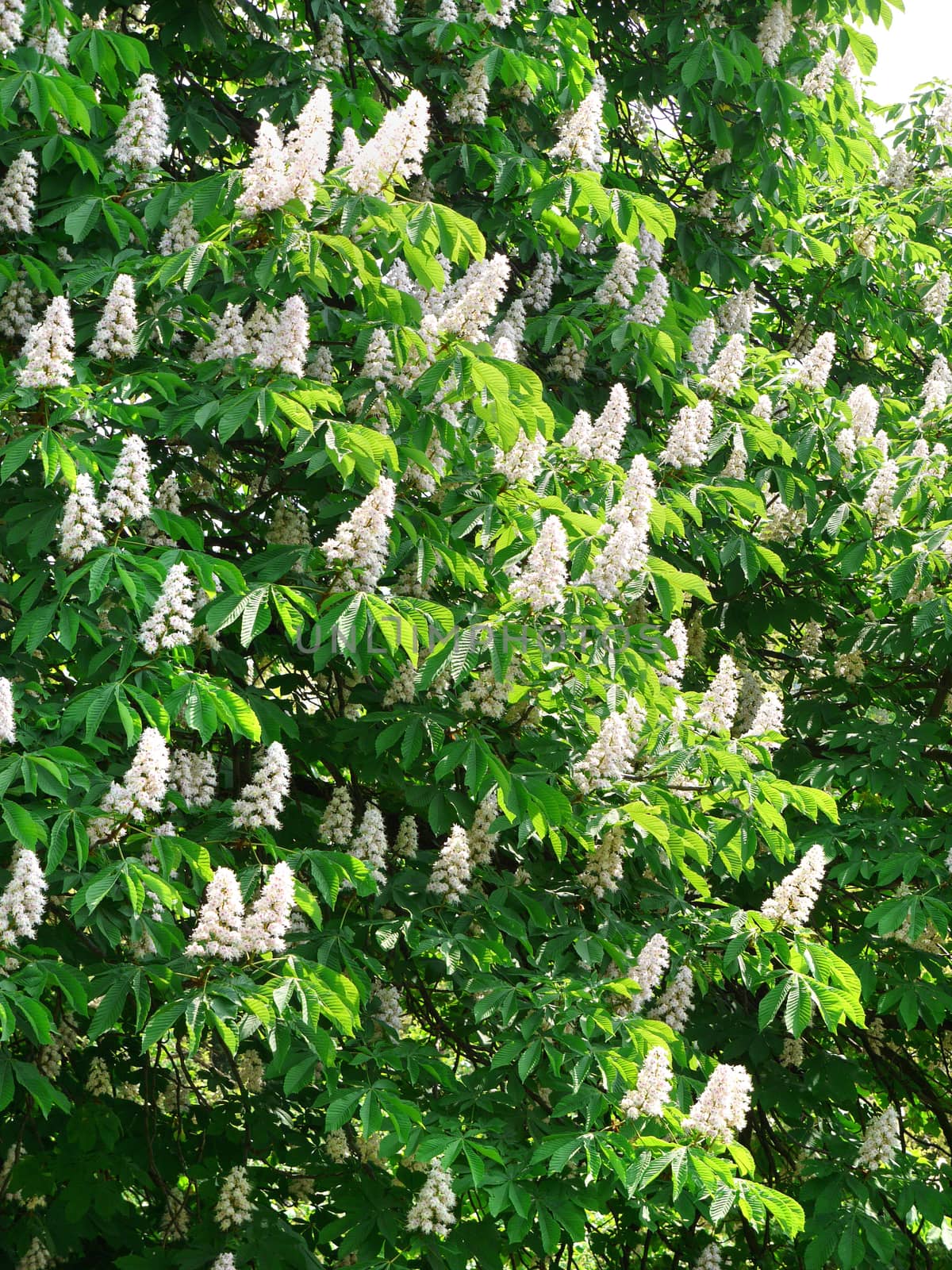 Picturesque lush chestnut trees with fresh green foliage with blooming white candles.