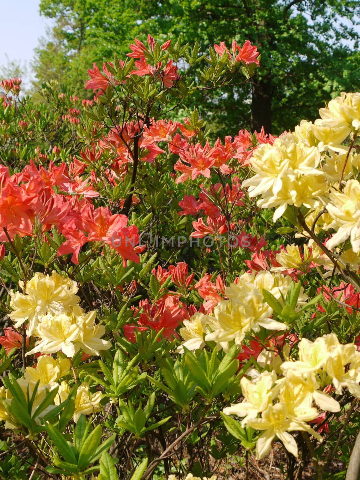 Beautiful bushes of yellowish red flowers with green leaves against the background of lush tall trees. by Adamchuk