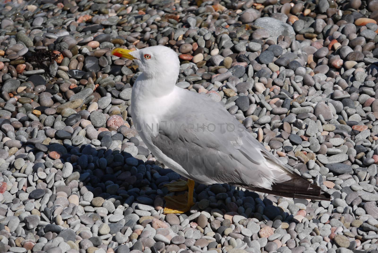 A beautiful seagull with white gray plumage standing on a sea pebble densely strewn on the shore under the rays of a hot sun. by Adamchuk