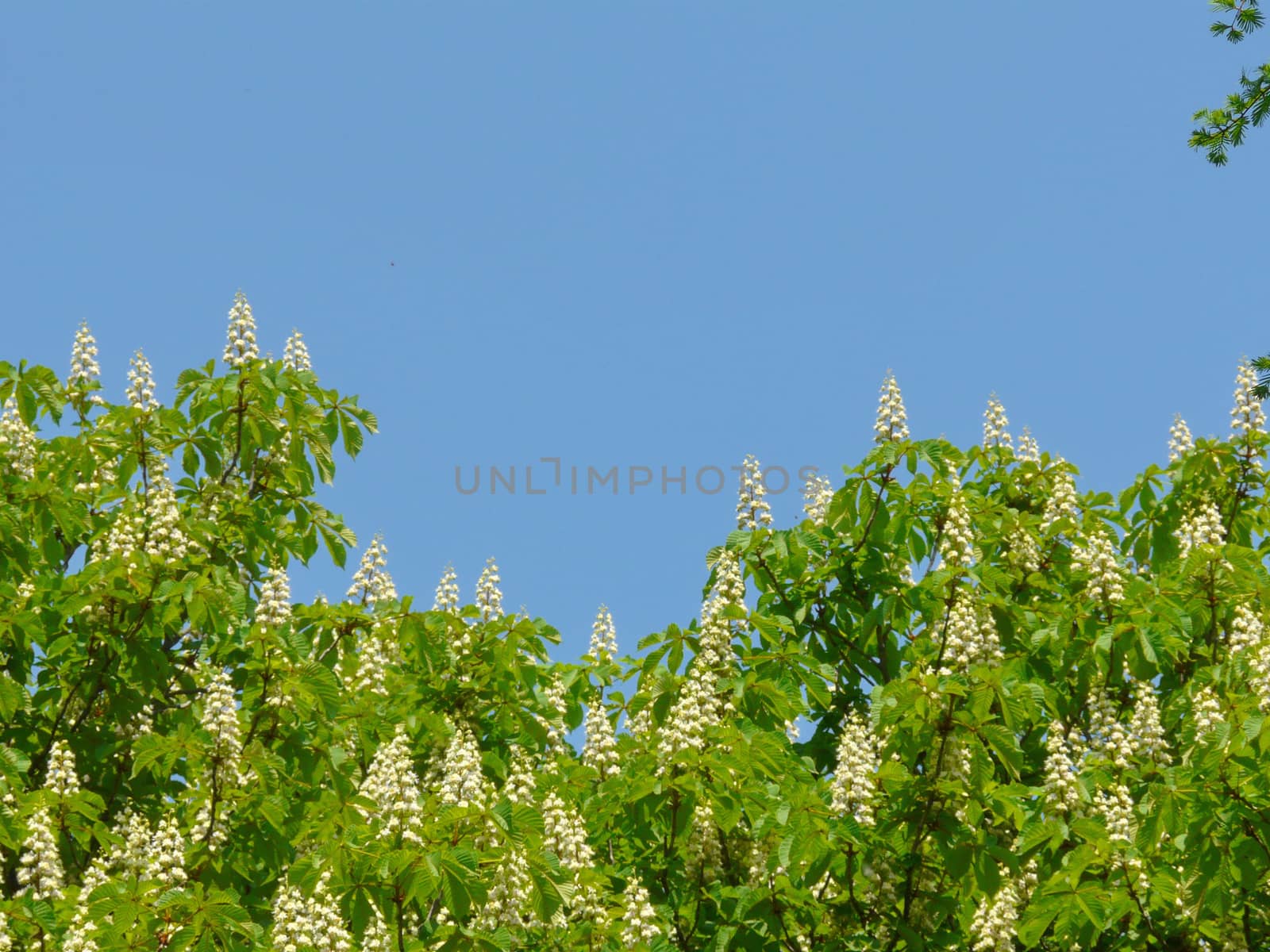 The tops of chestnut trees with lush branches and green leaves against the blue sky...