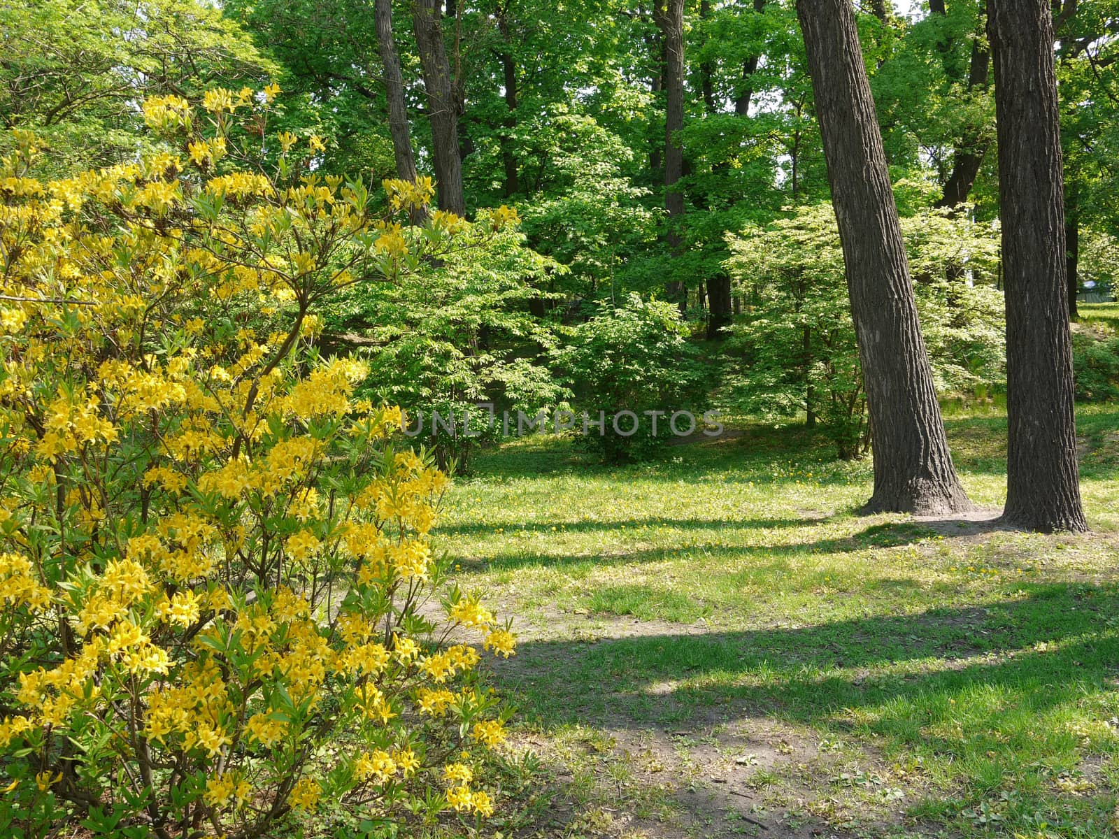 A huge bush with yellow petals of flowers near the green forest path by Adamchuk