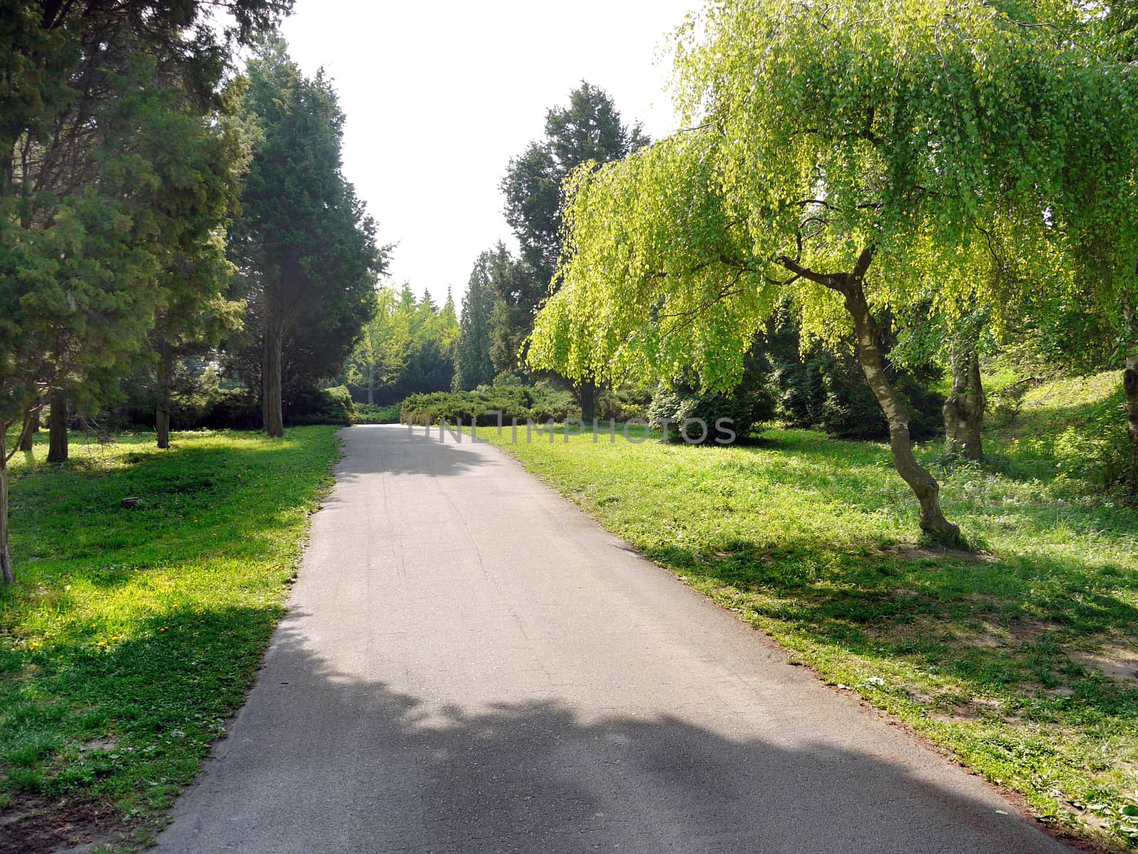 wide clear alley with a park with sloping creeping willows on a clear sunny day by Adamchuk