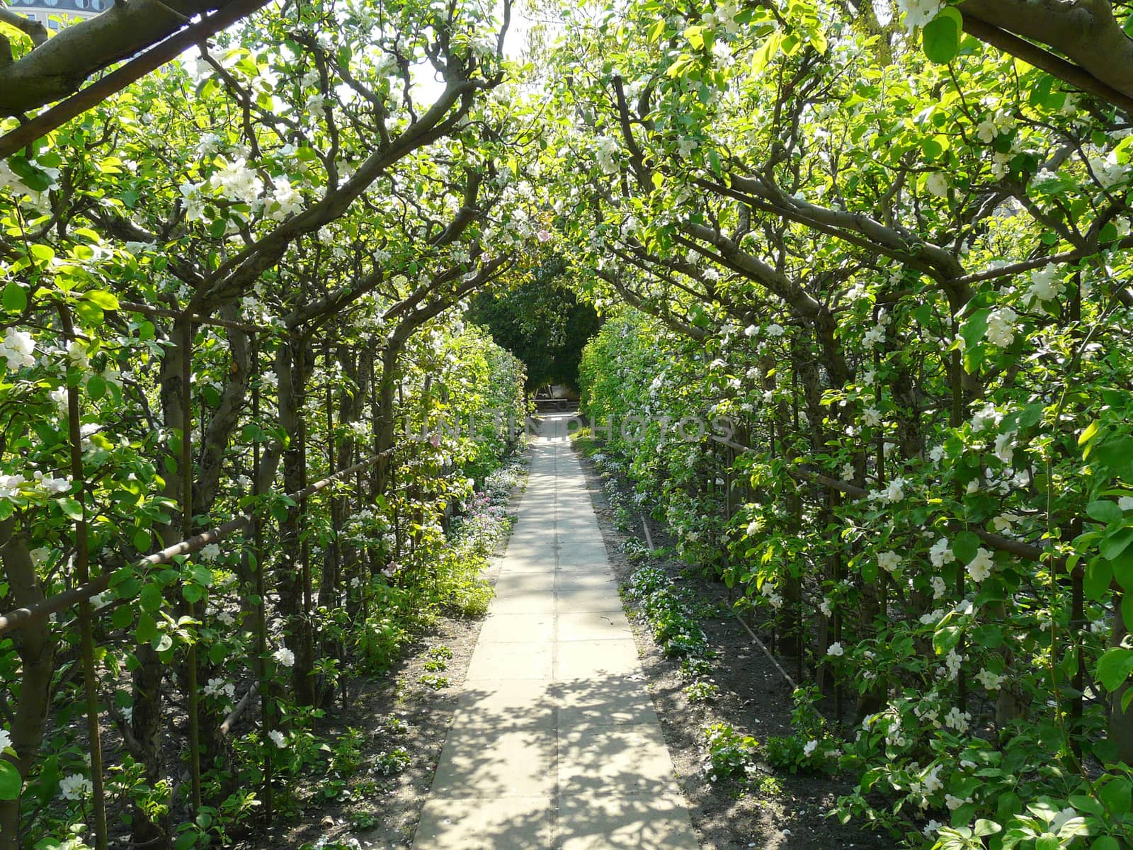 corridor with a fence of living flowering trees