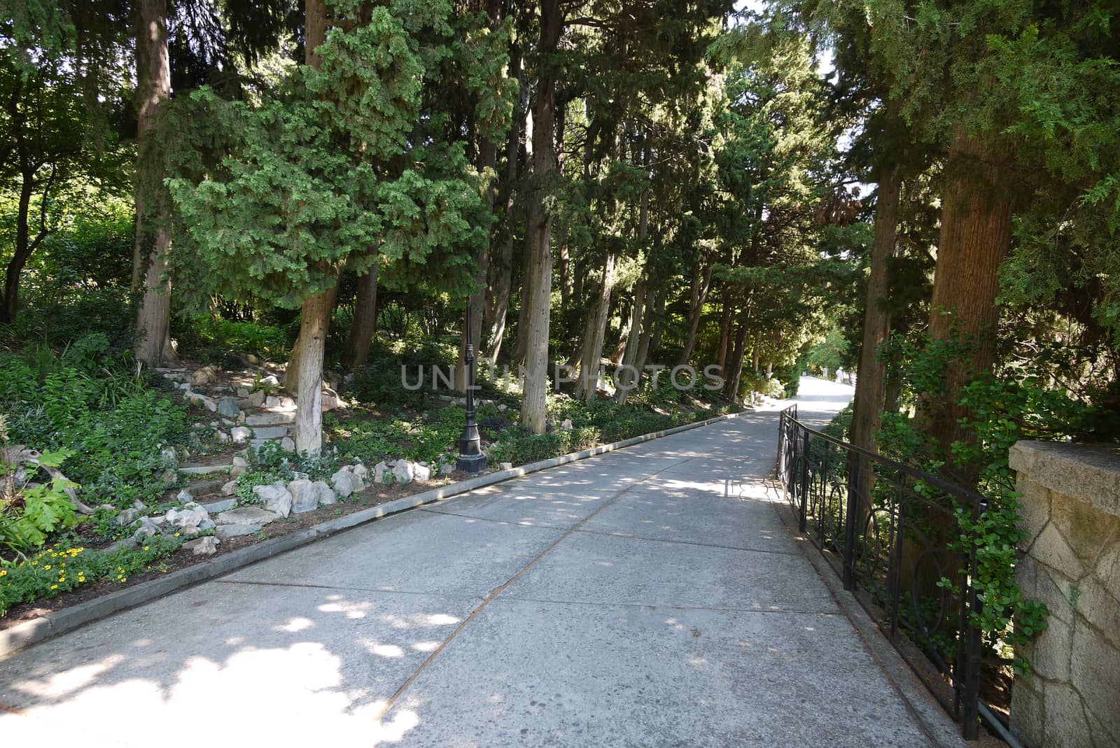 Park walking area with huge deciduous trees and small ornamental bushes on the sides