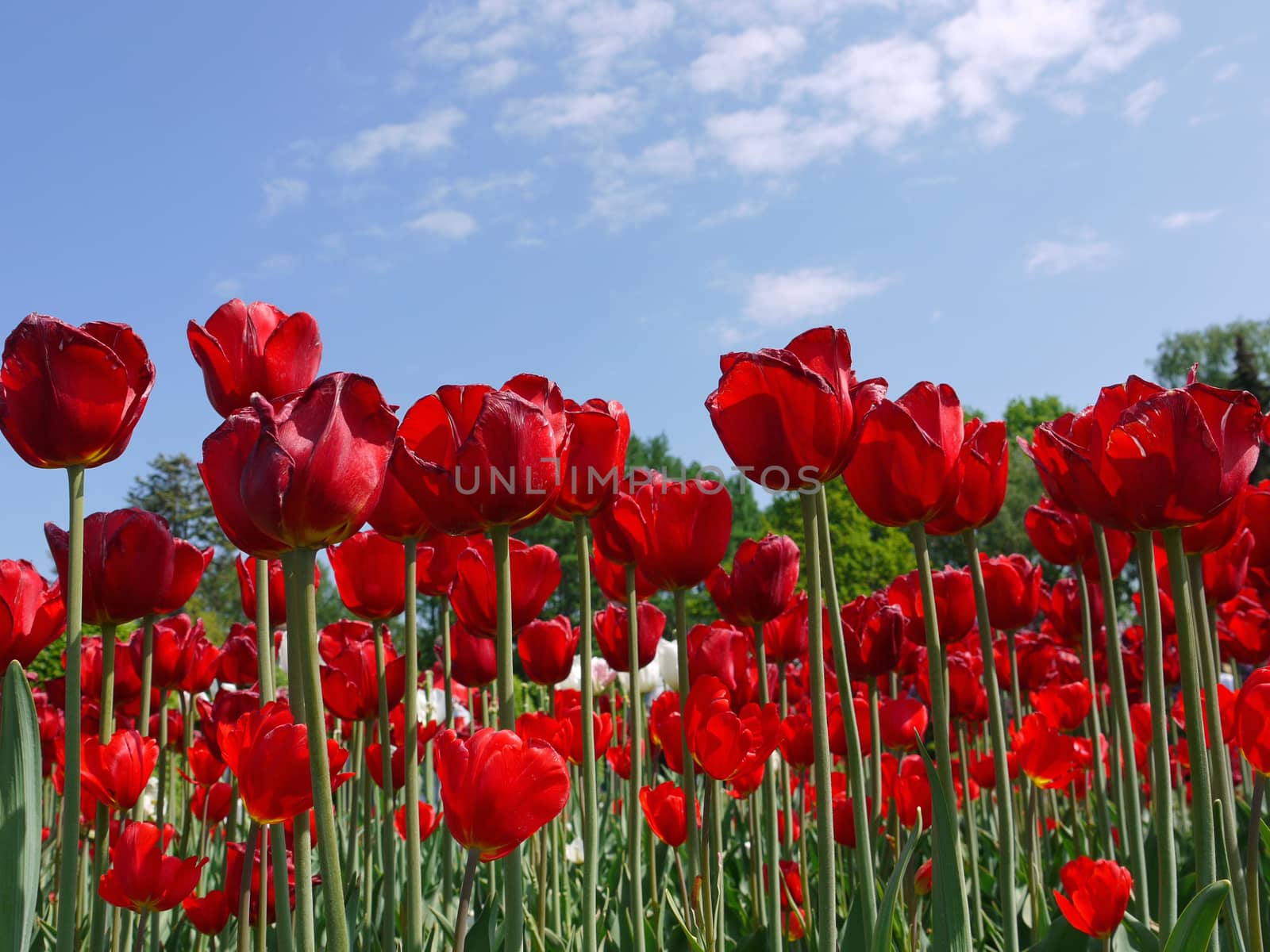 A huge field of blooming red tulips against a blue sky with white clouds by Adamchuk