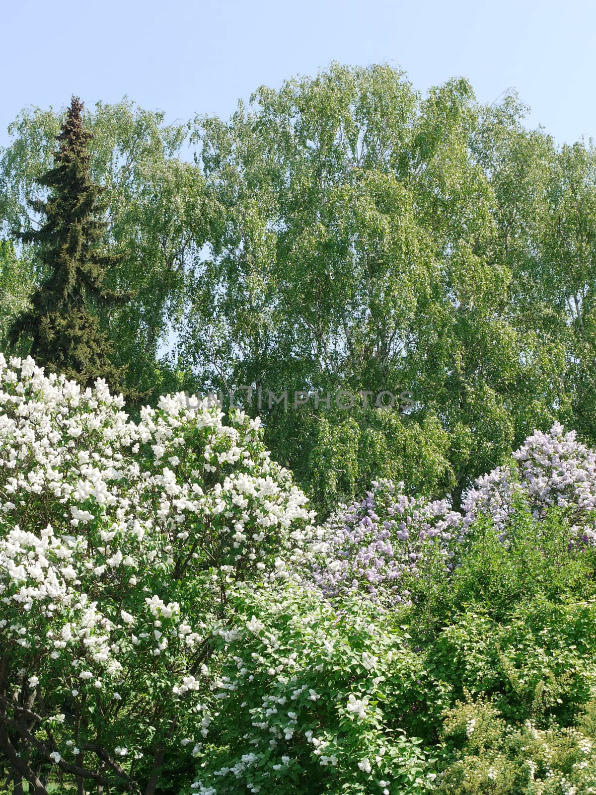 The beautiful color of the white acacia next to the already faded trees with green foliage by Adamchuk