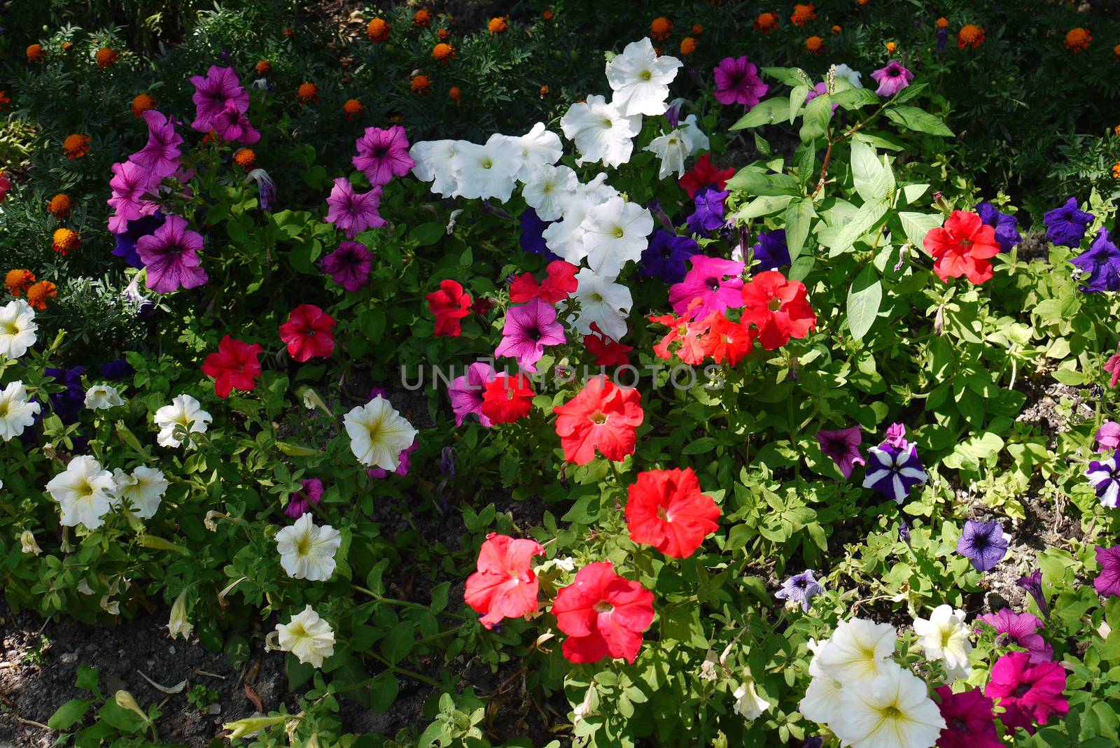 A beautiful decorative flower bed with an orgy of multicolored small flowers