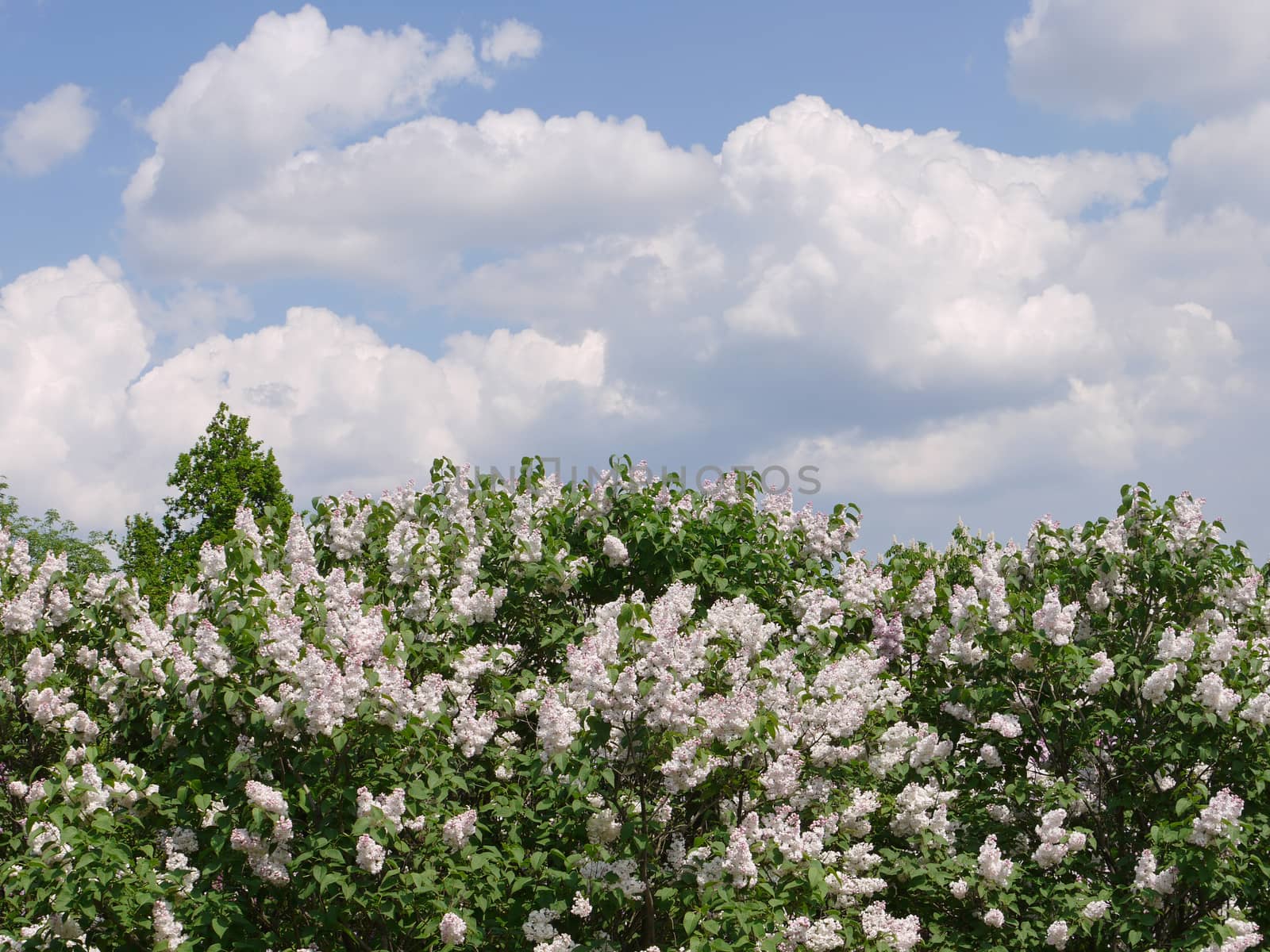 Bright fragrant white lilac with a beautiful scent. Growing against the background of large clouds slowly floating on the blue sky.