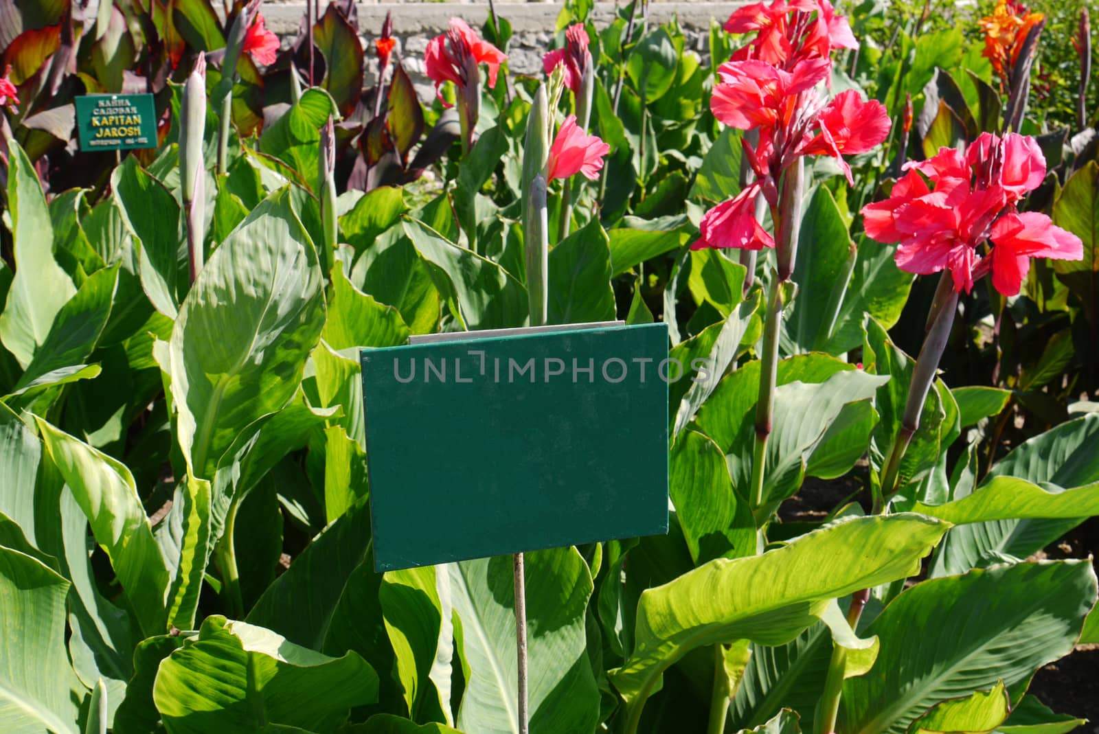 Information plate near beautiful tall red flowers with large green leaves