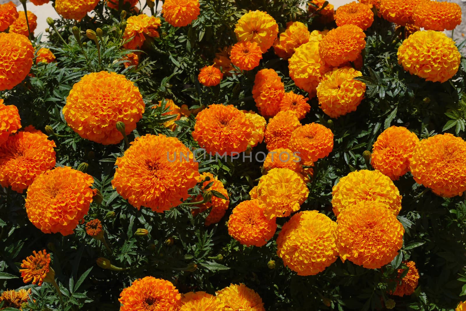 A large thick bush of orange sparrows radiates heat by Adamchuk