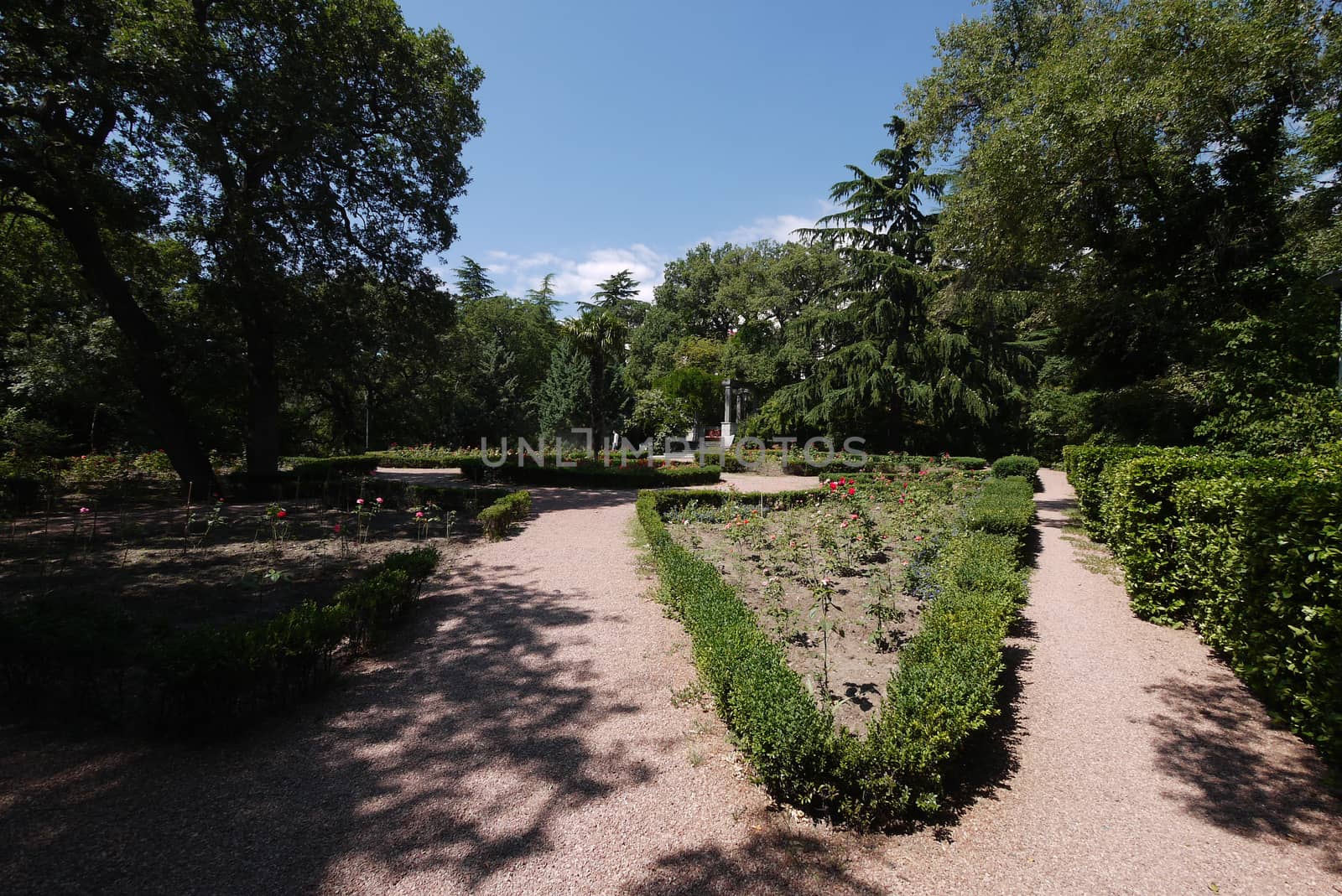 young planting of roses between cropped boxwood bushes in a botanical garden by Adamchuk