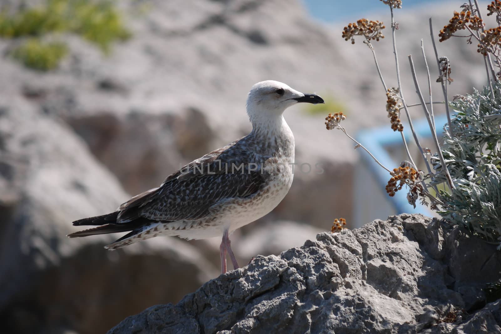 gray white bird sitting on stones with black beak