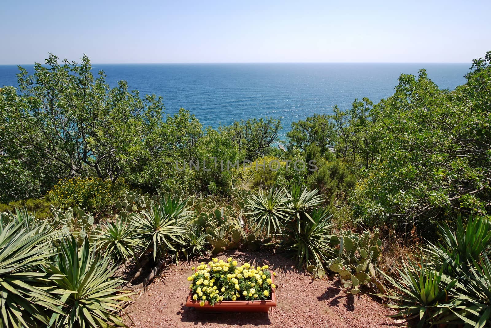 flower beds with cactuses and a flowerpot with flowers on the slope and below splashes an endless blue sea by Adamchuk