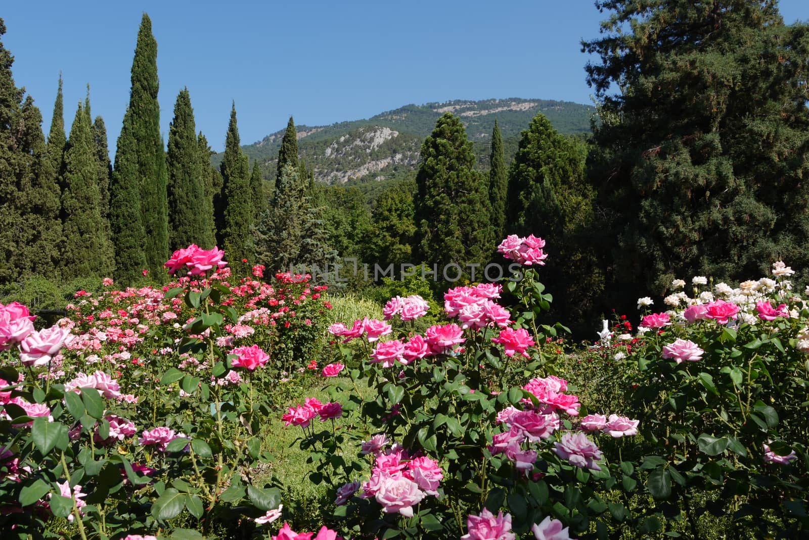 Beautiful scenery of magnificent bushes of bright tea roses growing on the green grass among the trees against the backdrop of a mountain slope visible in the lumen between the branches. by Adamchuk