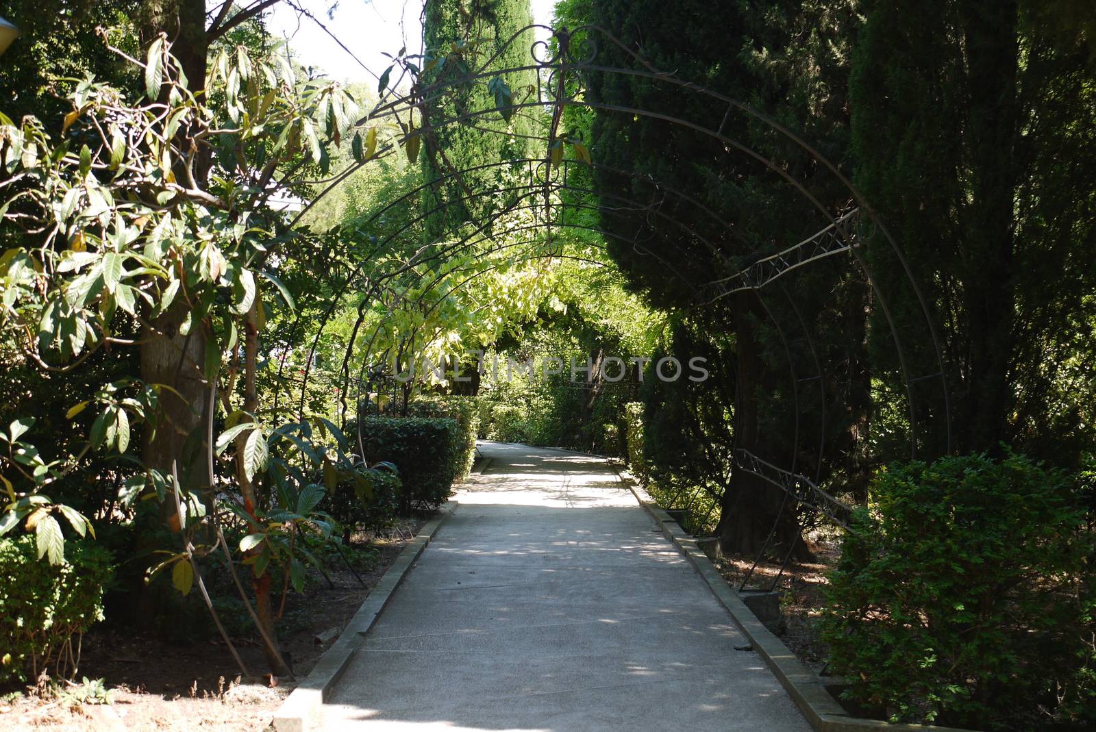 The alley in the park is among the green scenic nature with a wire arch made by hand. A beautiful place for walking with a day off.