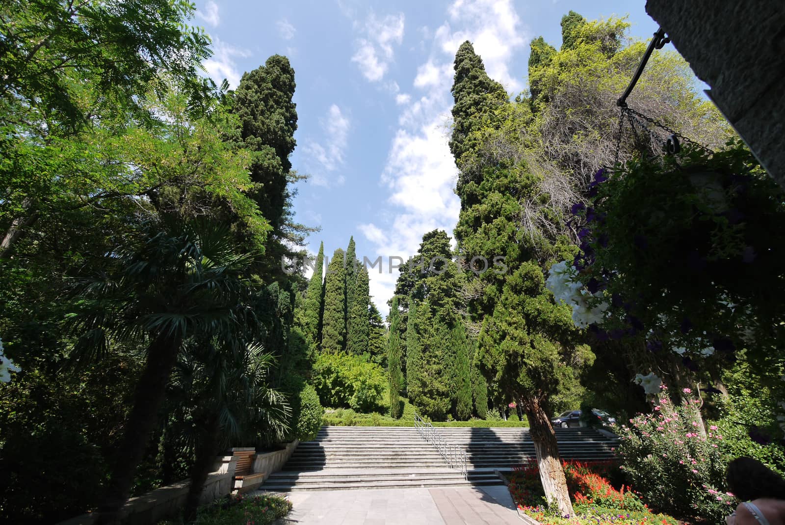A beautiful view of the blue sky with rare clouds as if lying on the tops of tall, dense trees growing in the park around a wide staircase with narrow stairs.