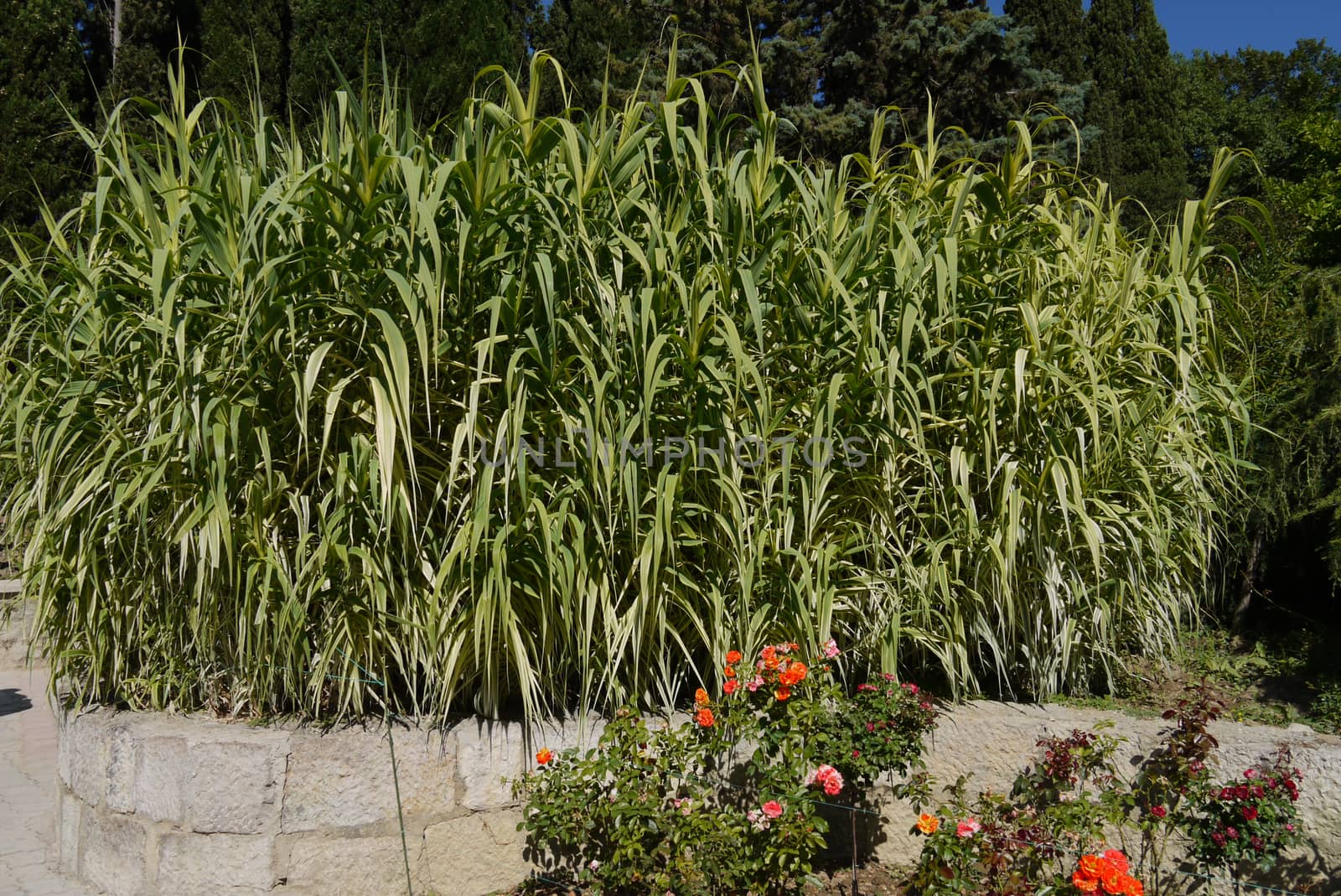 A flower bed with a tall green lush grass densely growing in the park next to the flowers on a summer day under the hot sun.