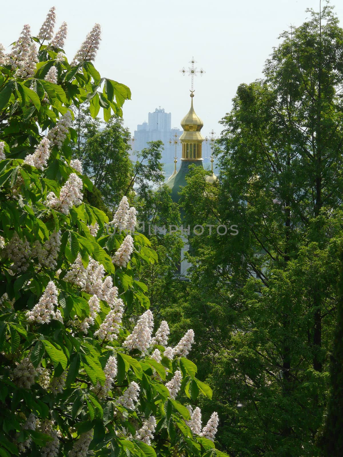 A beautiful chestnut tree with white candles growing up with a gilded dome of the church behind it and contours of multi-storey houses on the horizon.