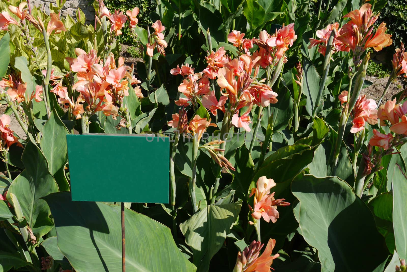 Flowerbed with orange flower petals on a high split leg in the summer sun