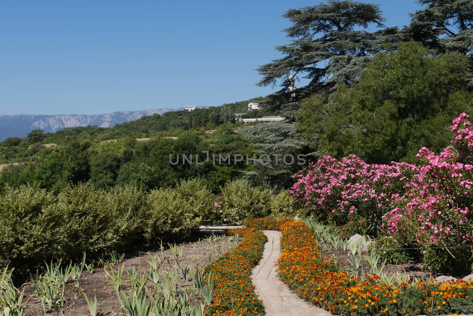 a magnificent view from the walkway between the green bushes and beautiful flowers to the mountain peaks on the lindens of the horizon under the blue sky