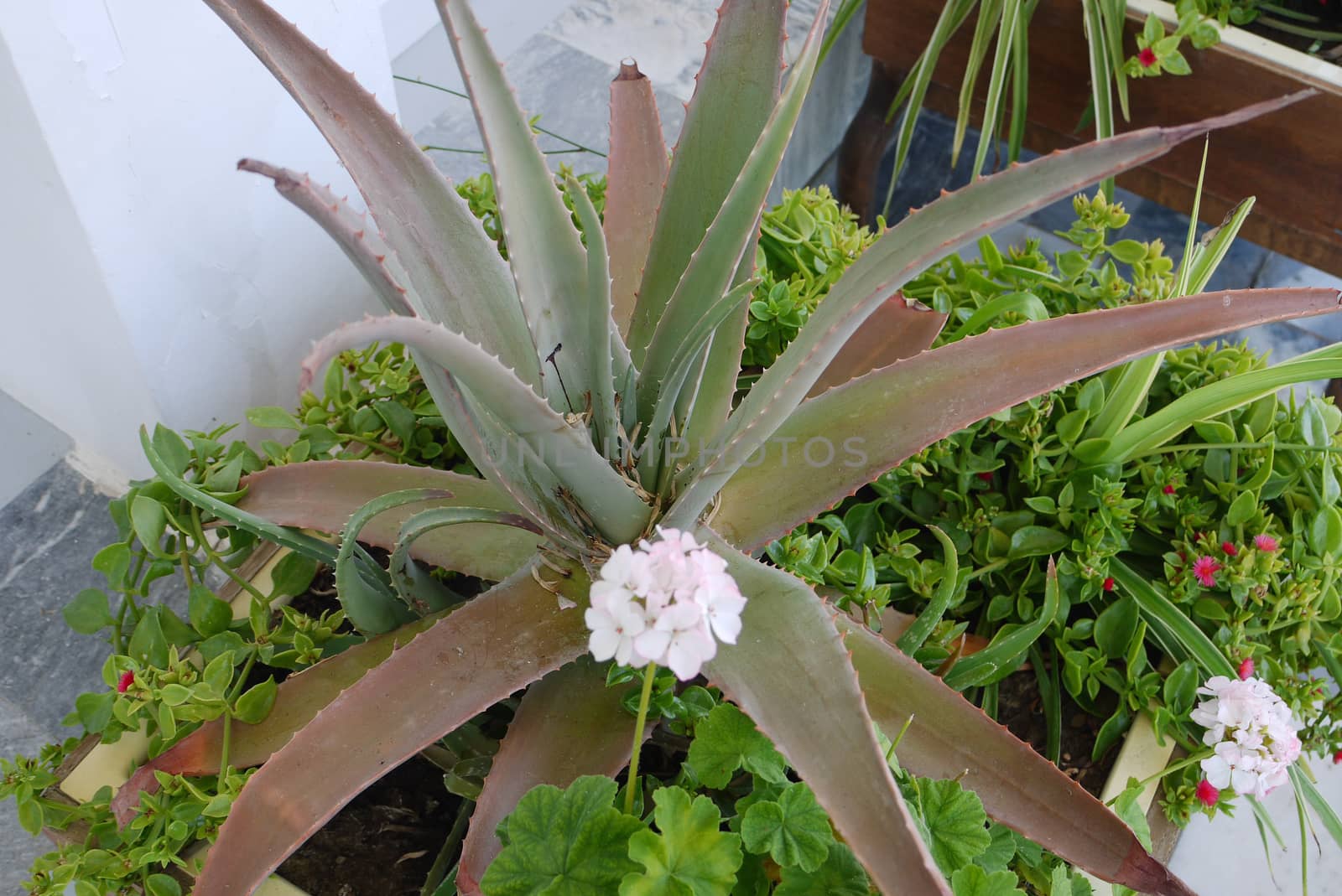 A spiny, large aloe flower is surrounded by small white and pink flowers