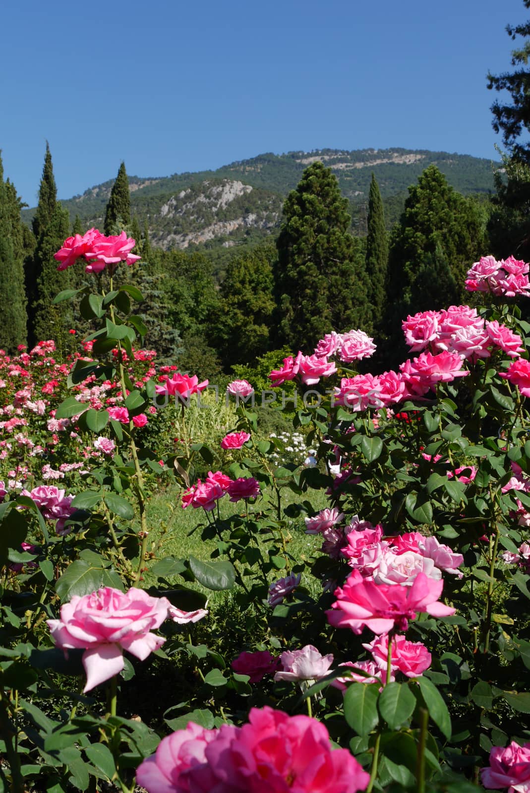 bushes of roses on the background of cypresses in the Crimean mo by Adamchuk