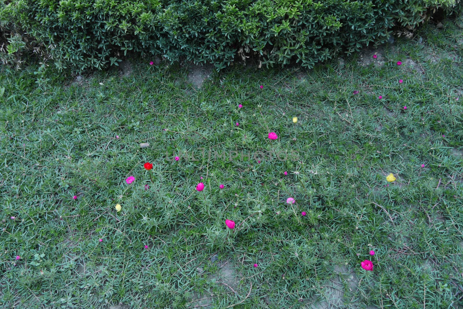 A glade with flowers of a different color of portrail on a background of a bush