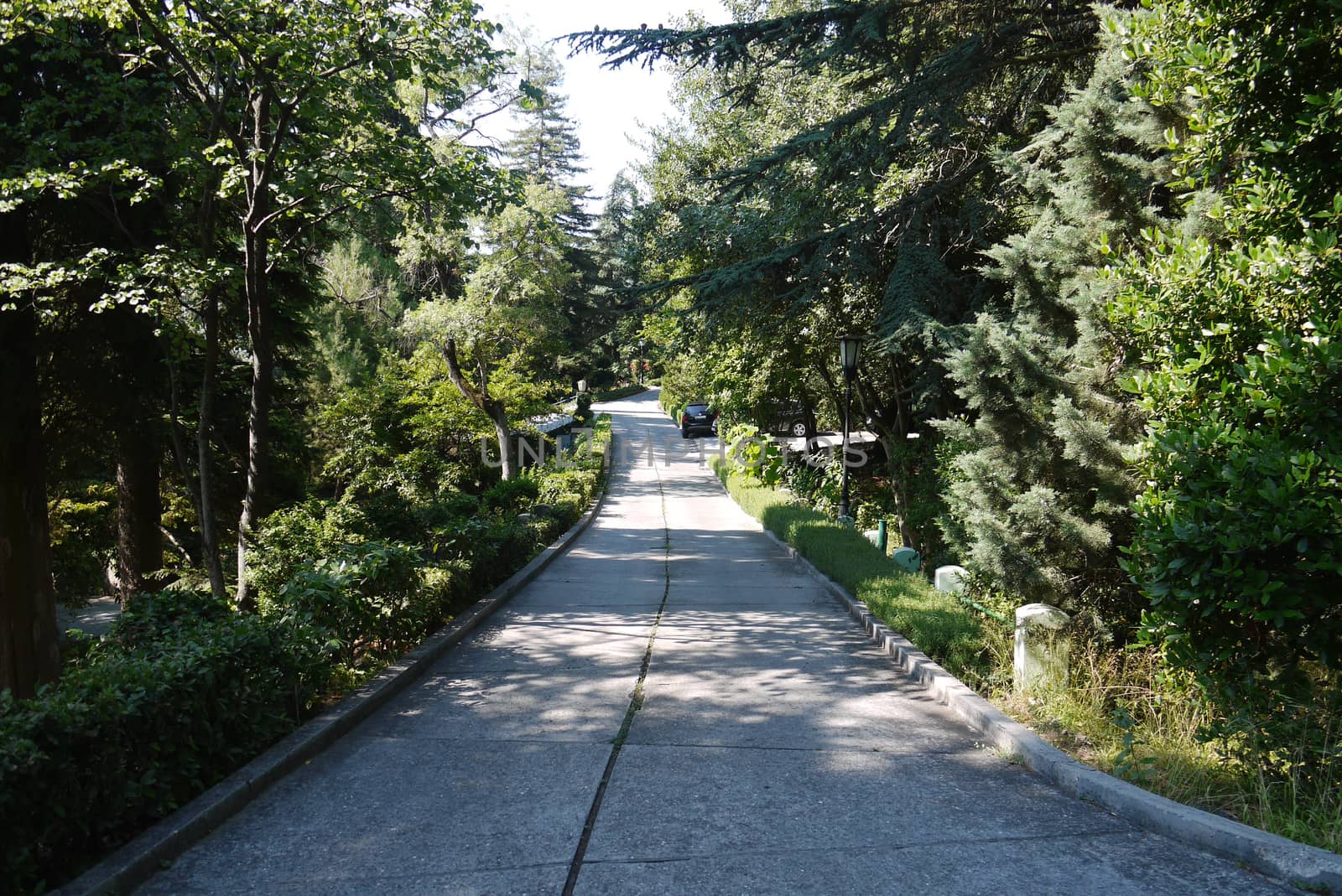 Concrete road for cars and pedestrians in a park with planted different coniferous trees and bushes