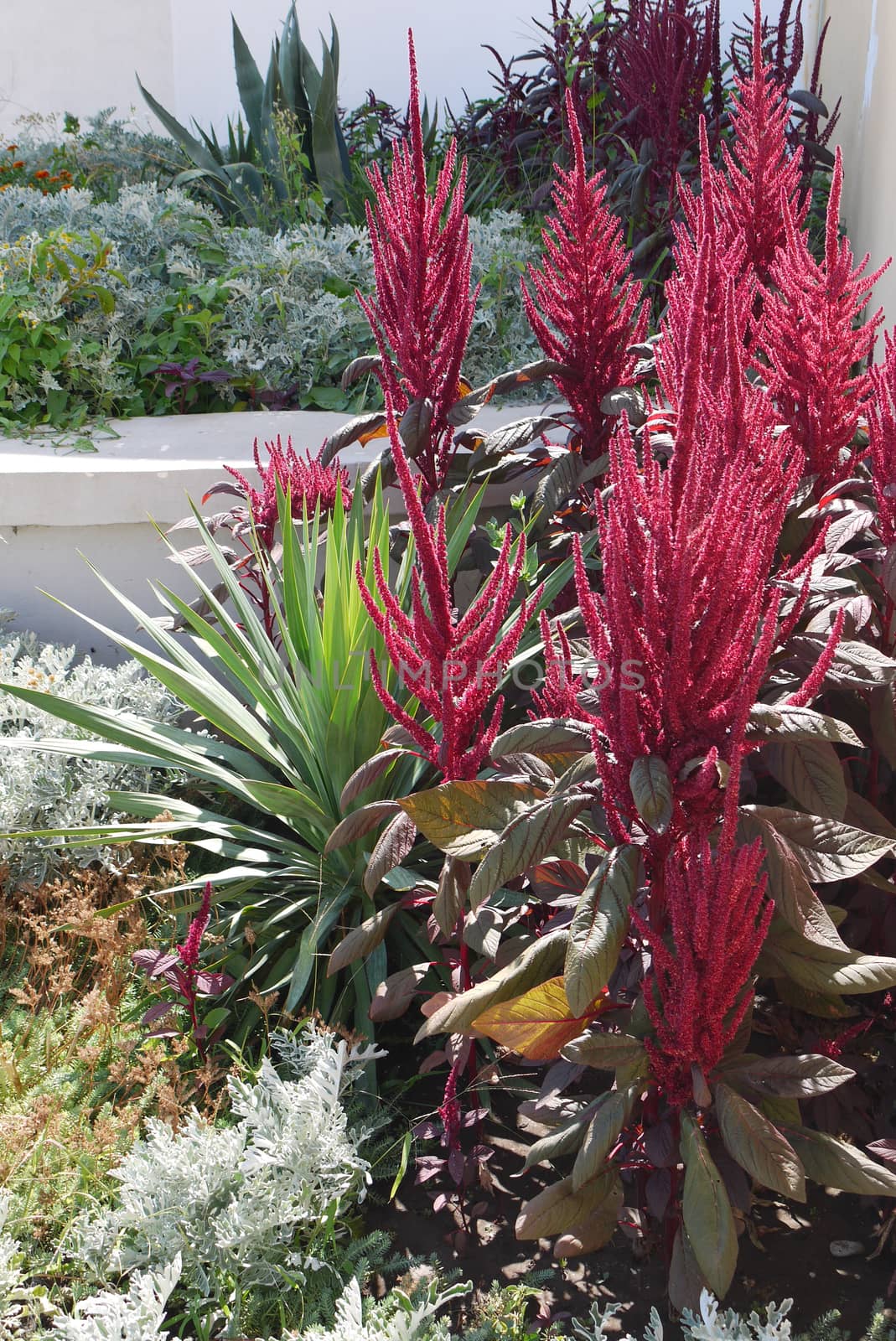 Decorative flowerbed with high exotic shrubs with red flowers and green leaves by Adamchuk