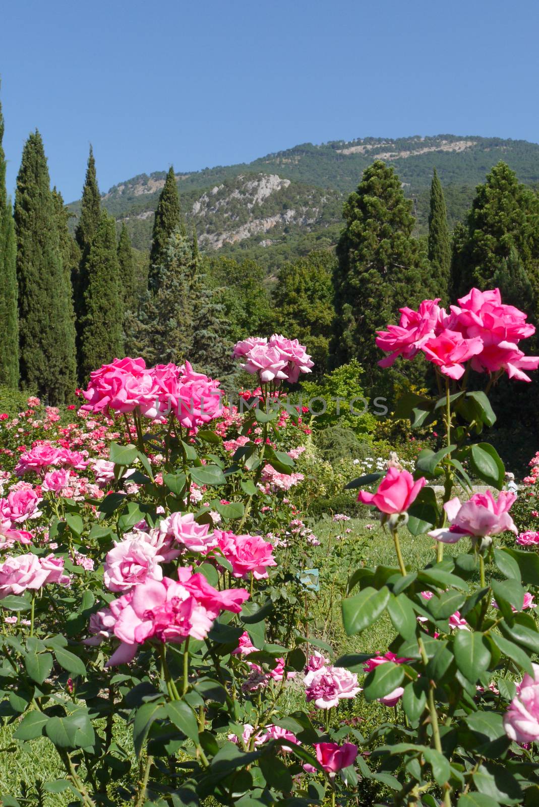 Flowerbed with large pink roses against the background of green rocky mountains