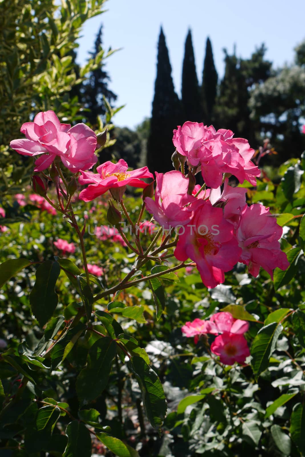 Beautiful on a thin stem with spikes of roses. With delicate petals dotted with colorful stamens.