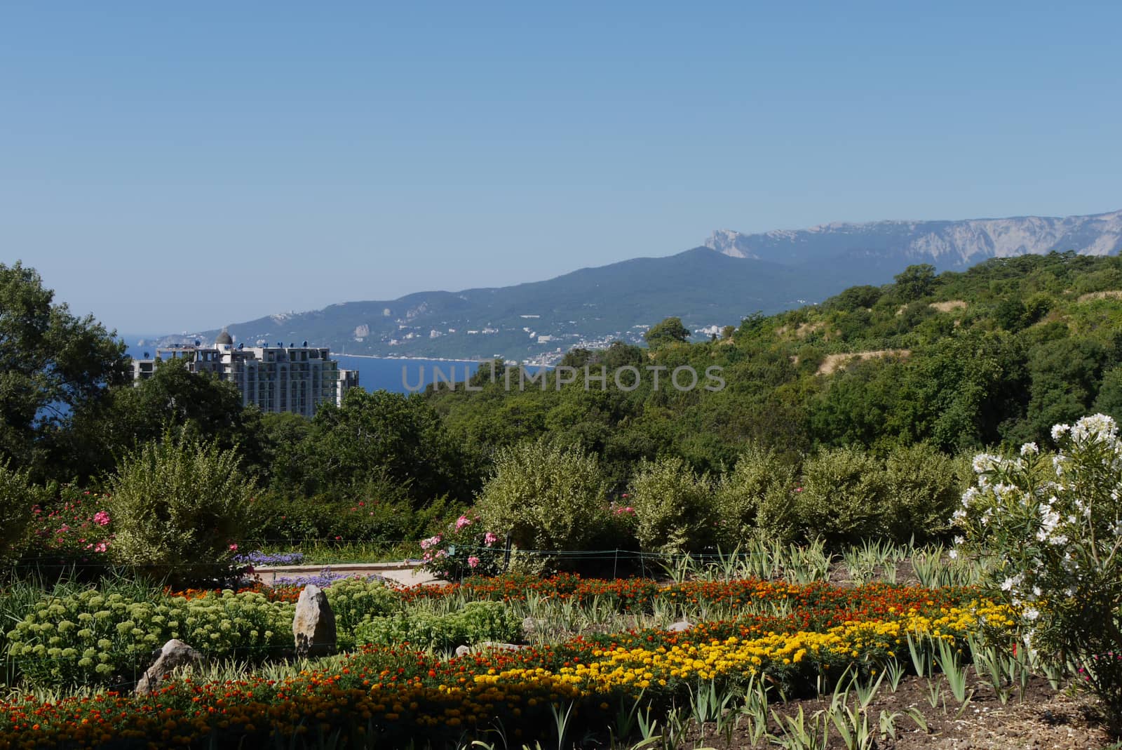 flowerbed and bush with white flowers on the background of the Crimean mountains and the Black Sea