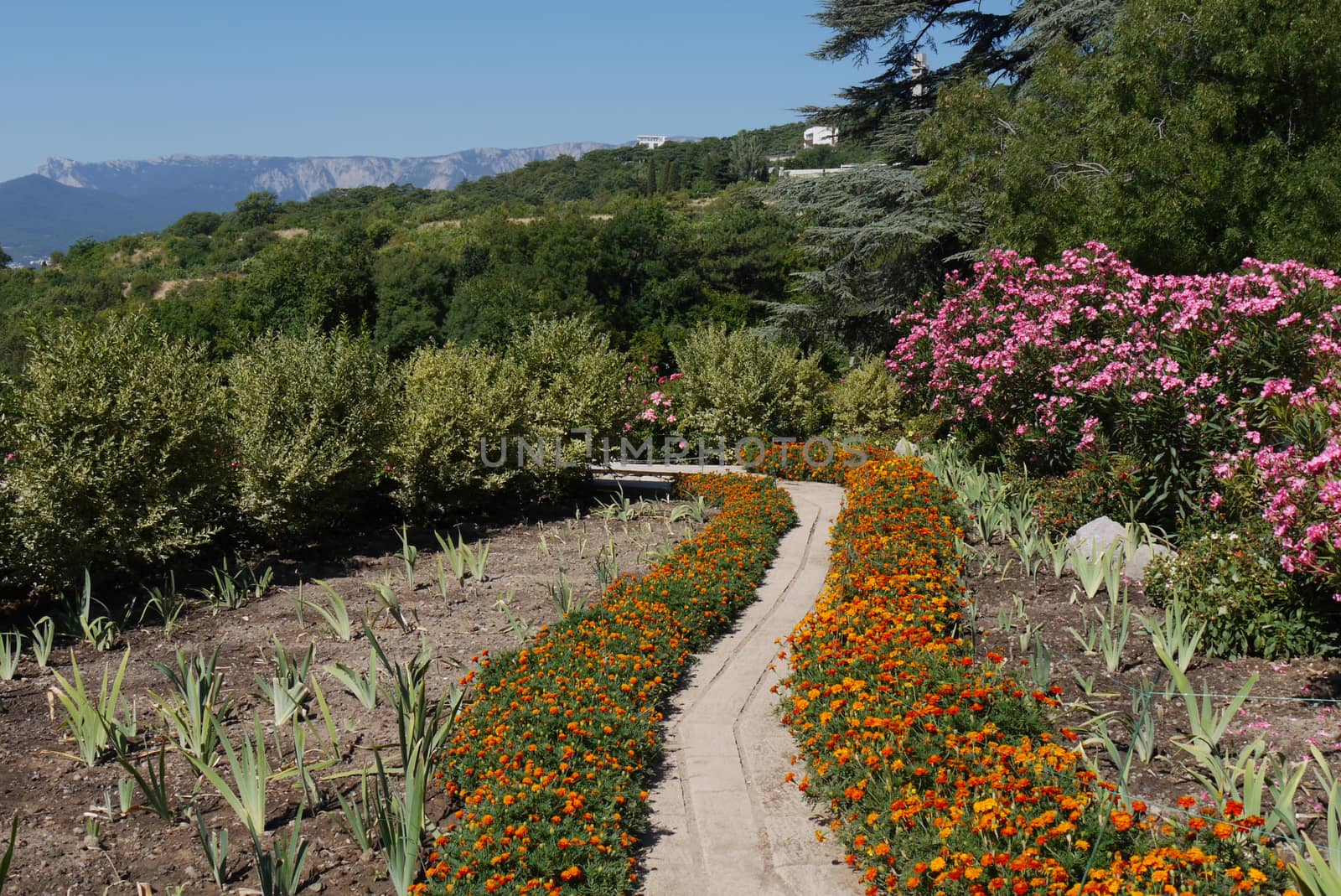 A narrow path between flowerbeds with orange marigolds and other flowers