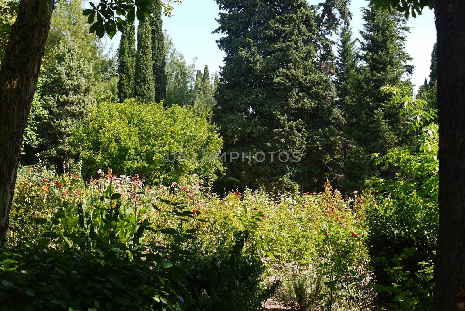A beautiful flowerbed with high flowers growing in a park among green bushes and lush trees under the rays of a hot summer sun.