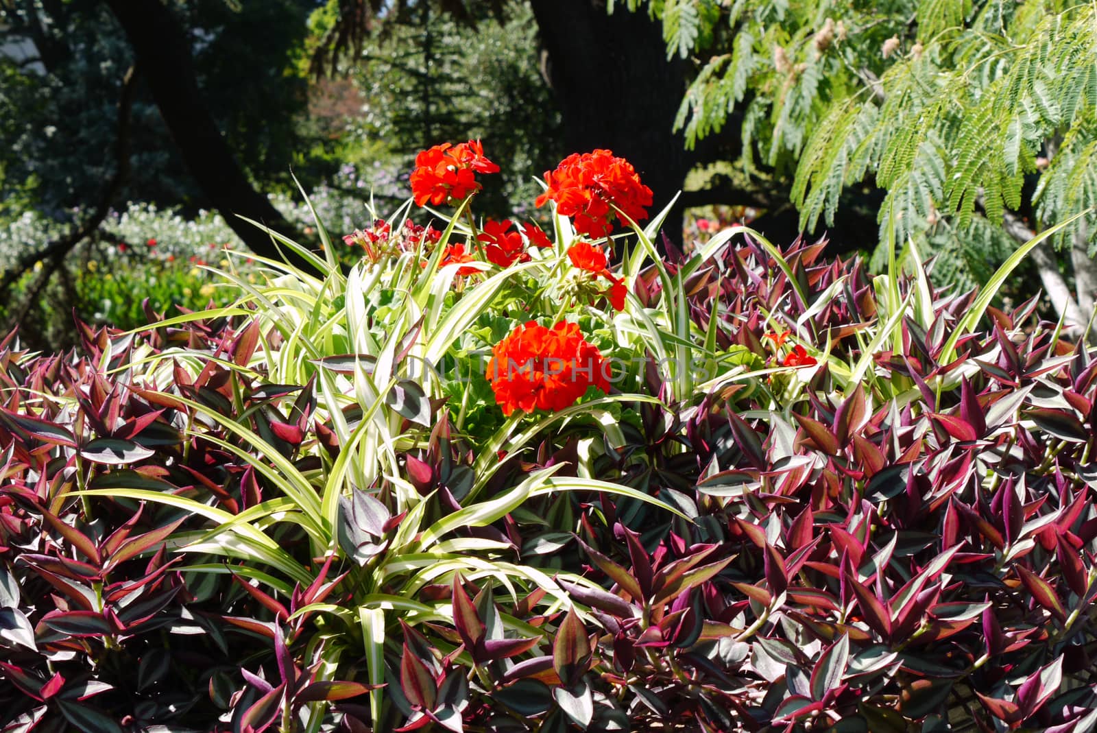 A flower growing in the garden among the multicolored leaves of plants with thick bright petals. It looks very nice and romantic.