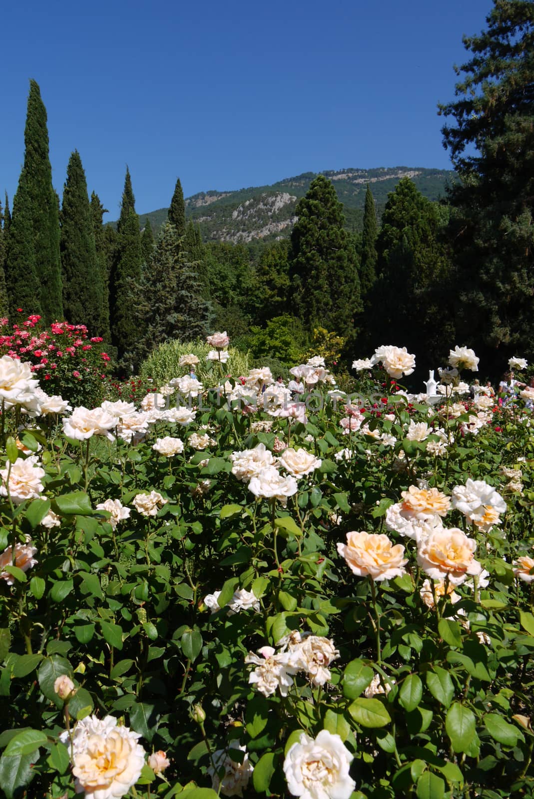 A glade on a mountain slope with growing roses of different colors