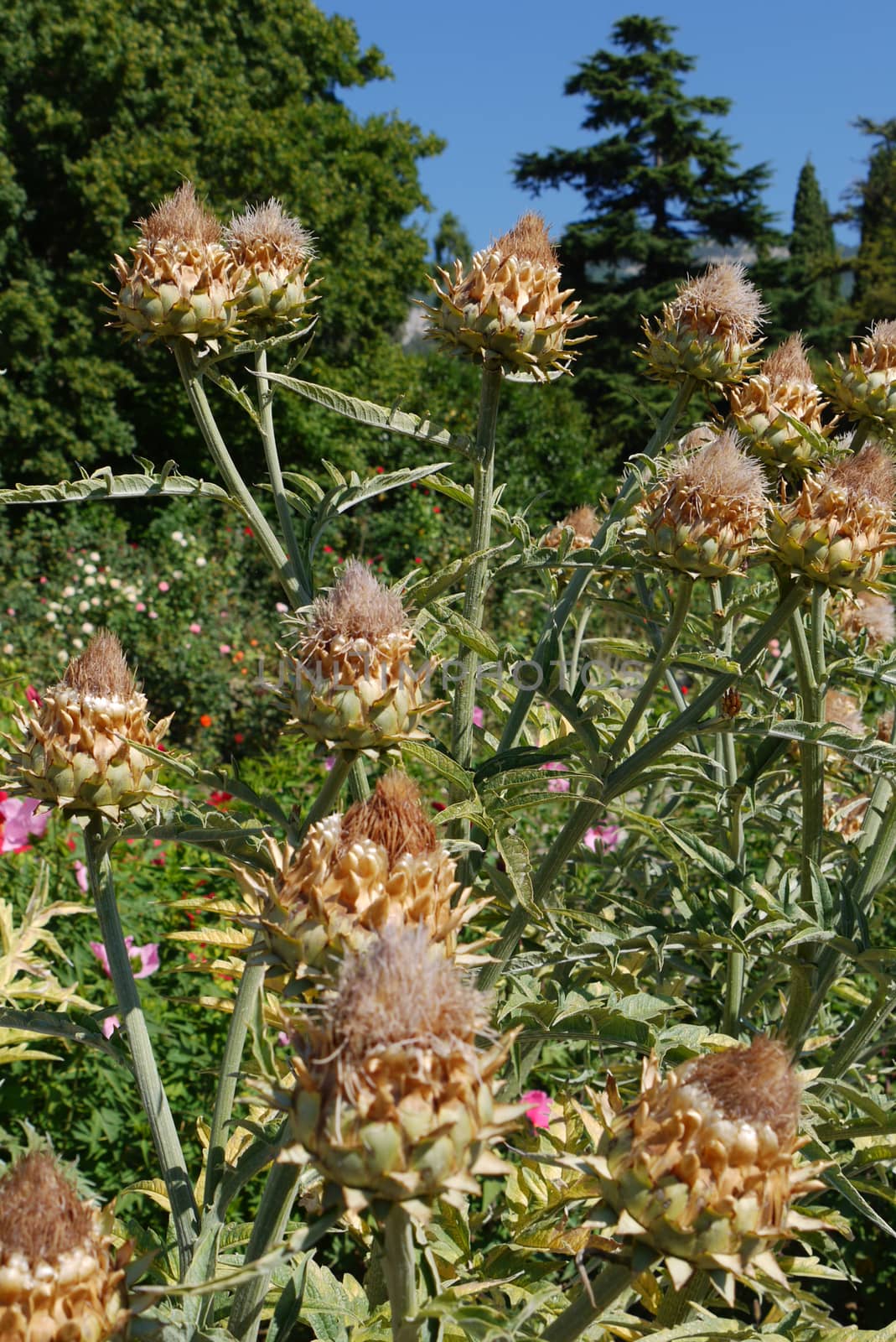 thick bushes of interesting flowers with not yet faded buds on t by Adamchuk