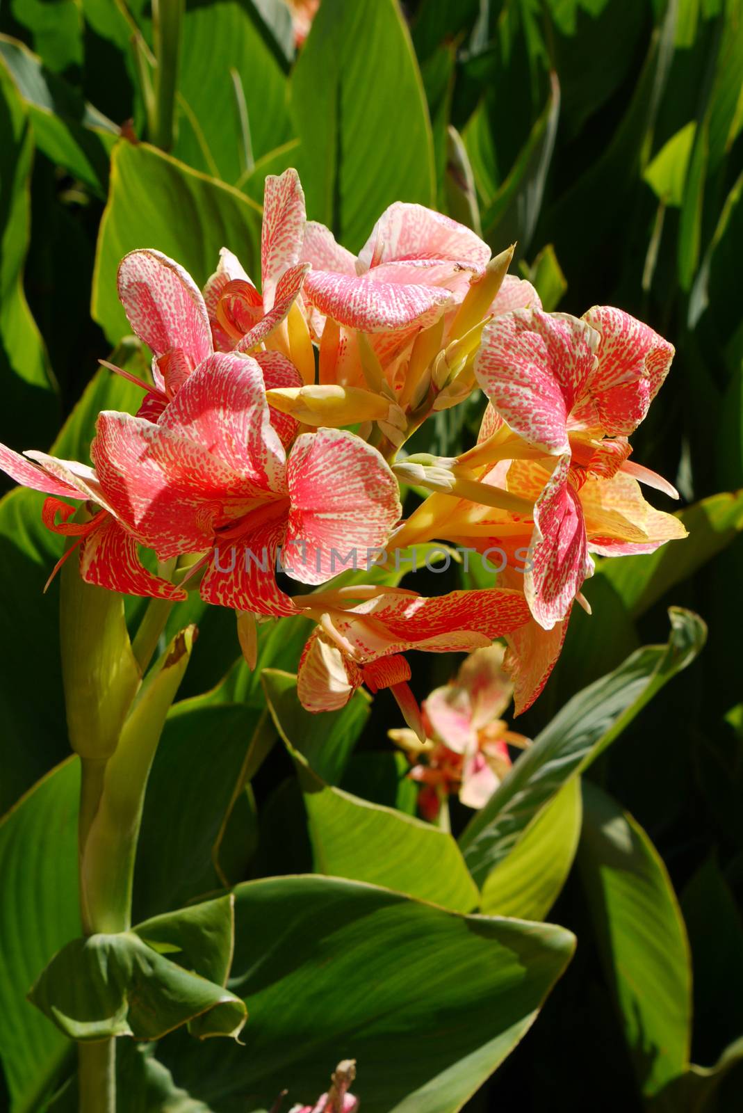 Flower of a beautiful pink orchid with large petals and green leaves