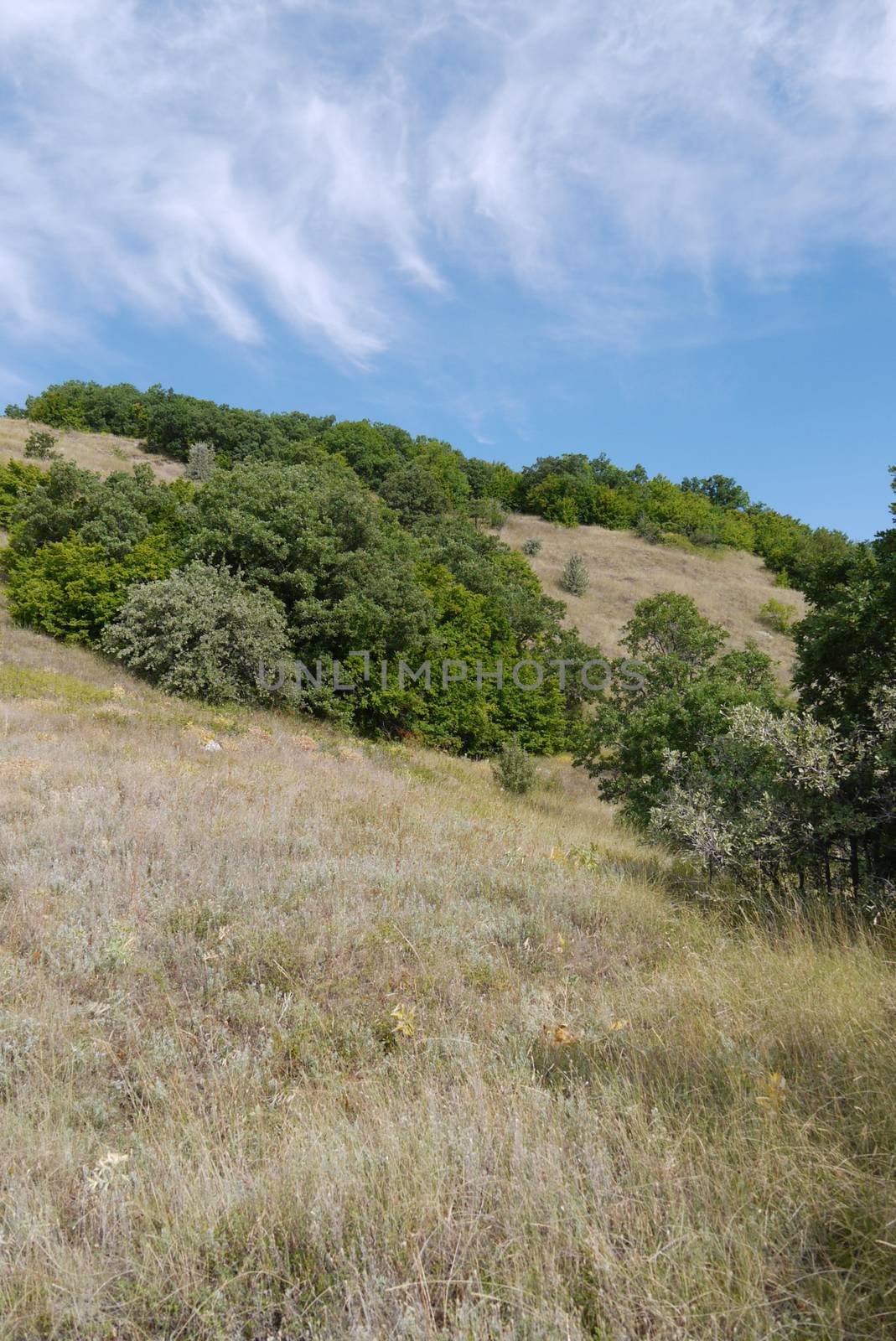 Slope of the mountain with a large number of wildflowers and grass against the backdrop of lush green trees