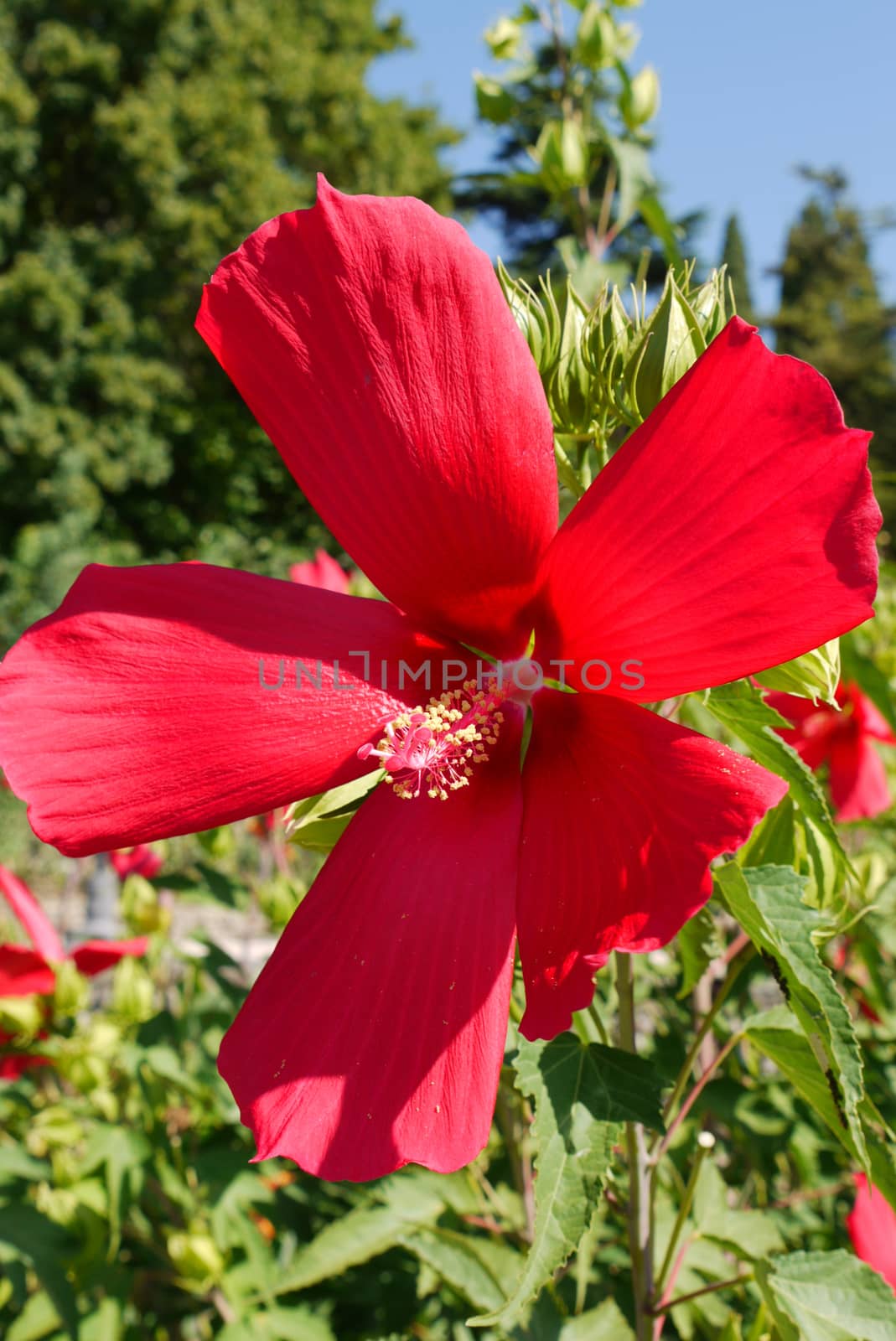 five red petals of a delicate flower unfurled fan with a pestle  by Adamchuk