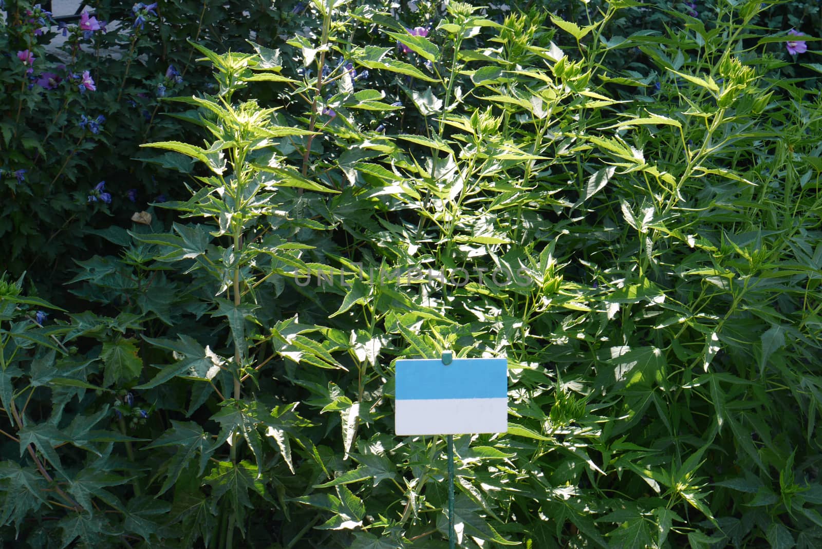 high stems of a herbaceous plant with buds at the top against the background of the liquid blue dolphin quads