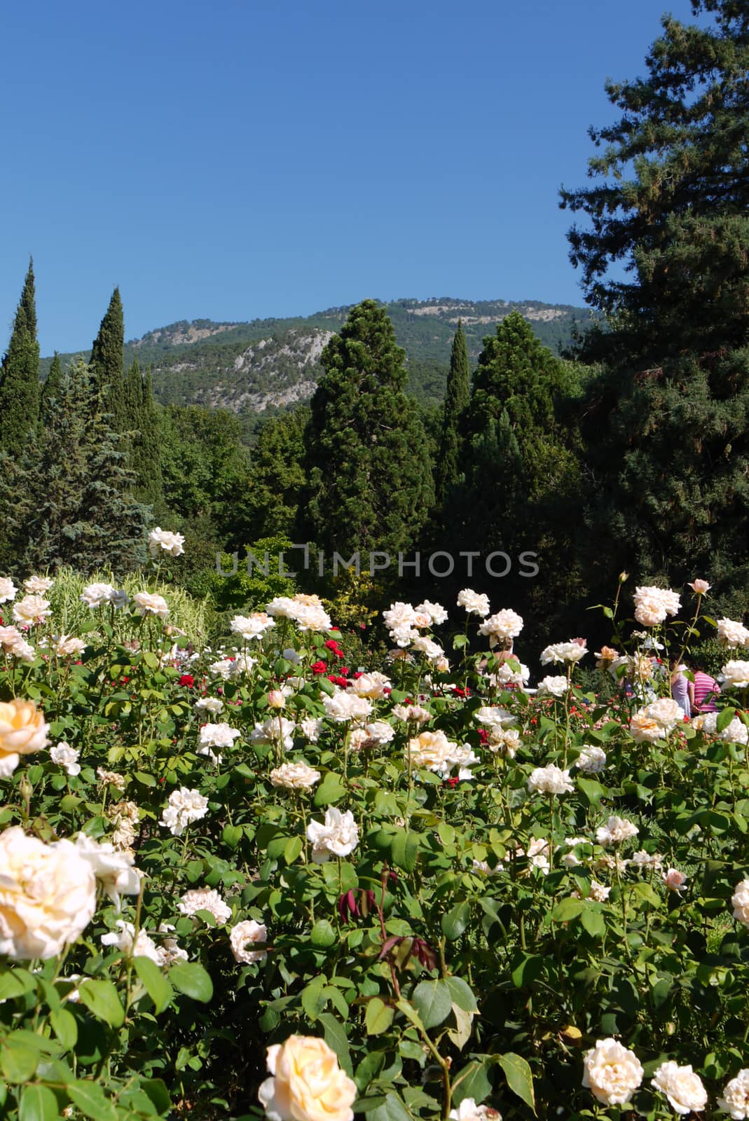 bushes of exquisite white mountains against the backdrop of moun by Adamchuk