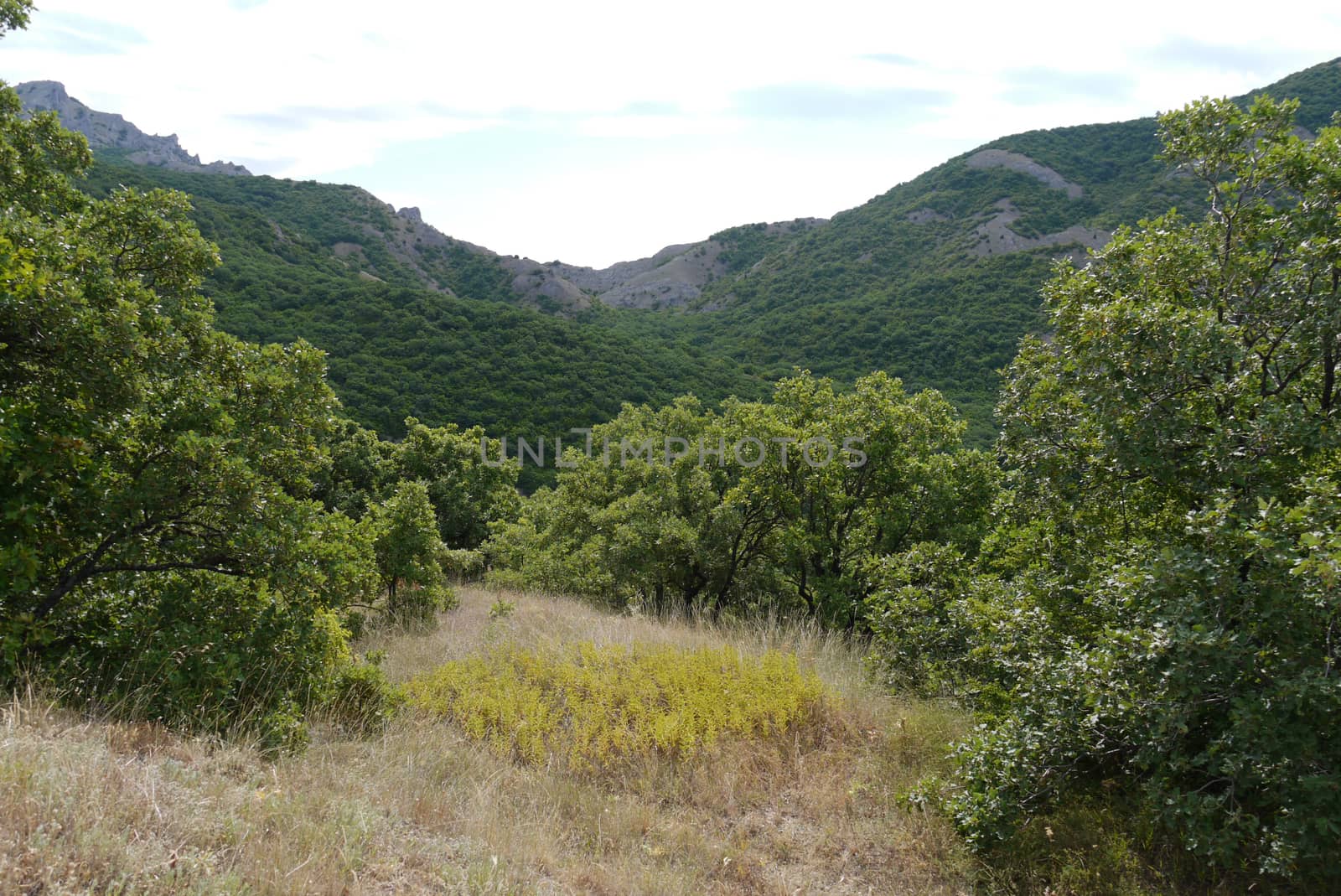 A small forest glade with trees against the background of a huge mountain valley